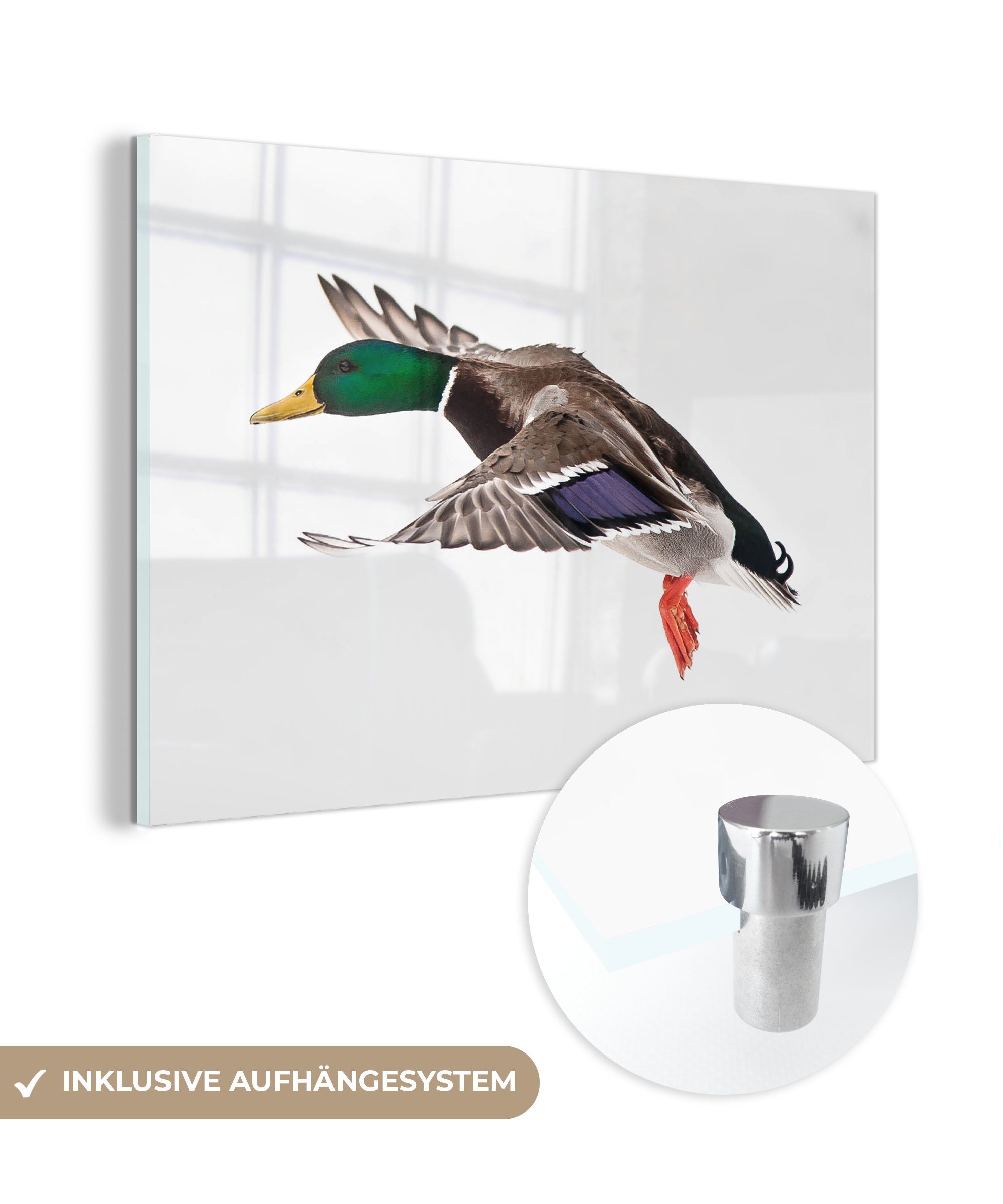 MuchoWow Acrylglasbild Ente - Weiß - Wild, (1 St), Acrylglasbilder Wohnzimmer & Schlafzimmer