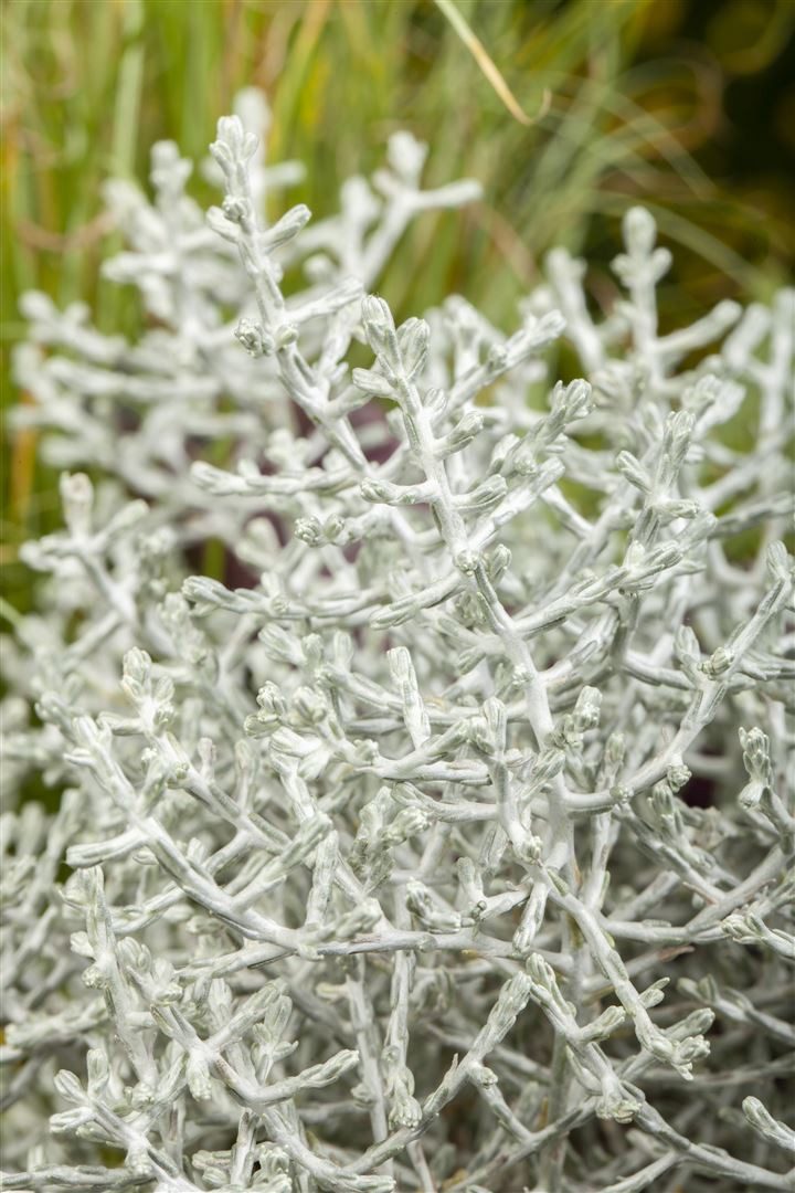 Pflanzen für Dich Gehölze Calocephalus brownii, 1 St., Silberkörbchen, Silberdrahtpflanze, Stacheldrahtpflanze