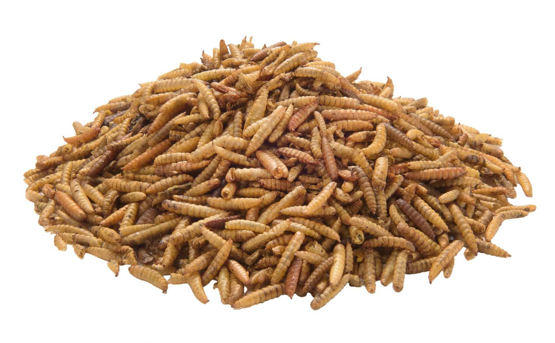 PANTO Soldatenfliegenlarven 750g, für: Vogel, Reptilien, Fische