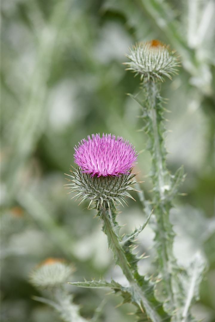 Pflanzen für Dich Staude Onopordum acanthium, 1 St., Eselsdistel, Kratzdistel, Wollige Kratzdistel, Schottische Distel