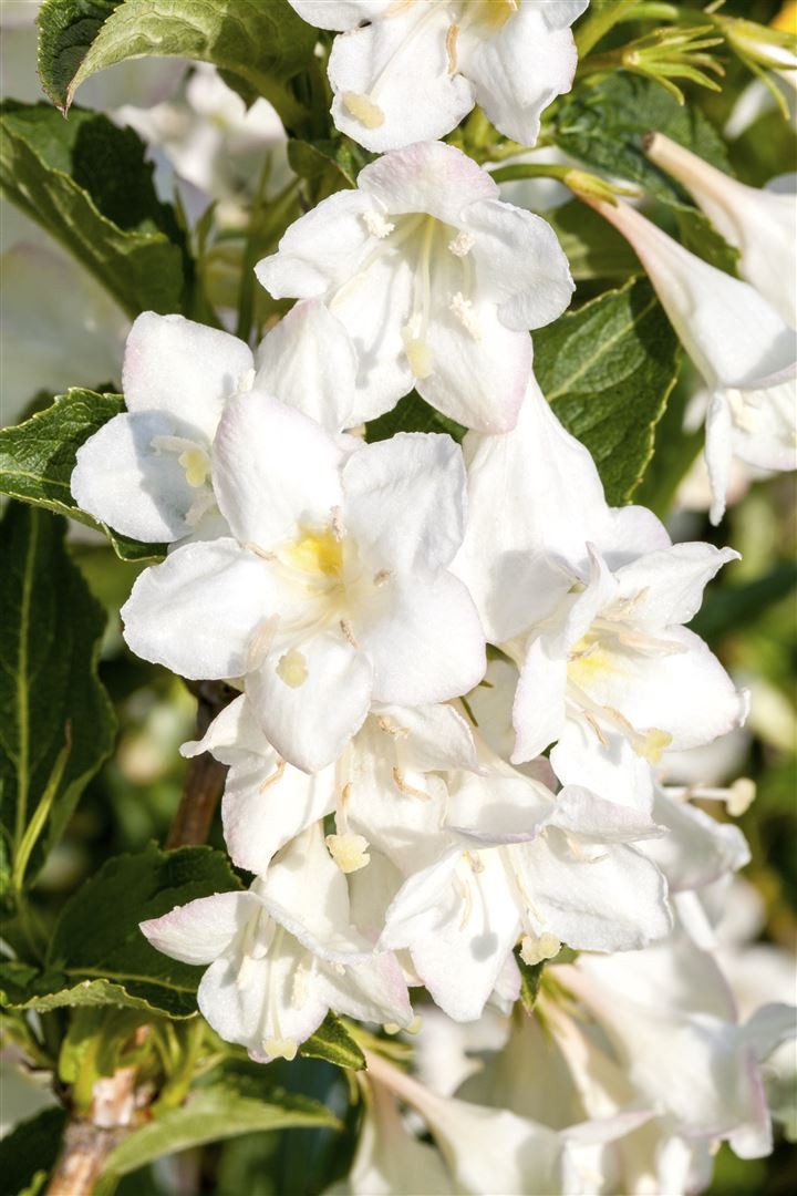 Pflanzen für Dich Gehölze Weigela Snowflake, 1 St., Weigelie, Schneeflocken-Weigelie