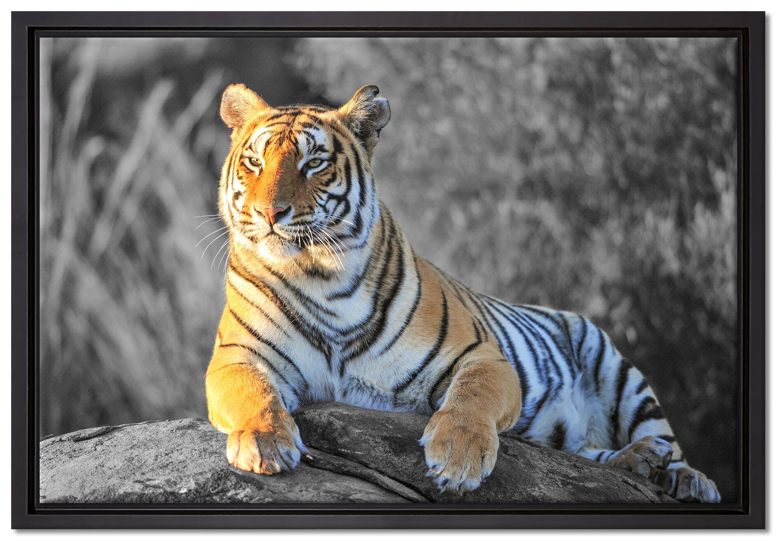 Pixxprint Leinwandbild wunderschöner stolzer Tiger, Wanddekoration (1 St), Leinwandbild fertig bespannt, in einem Schattenfugen-Bilderrahmen gefasst, inkl. Zackenaufhänger