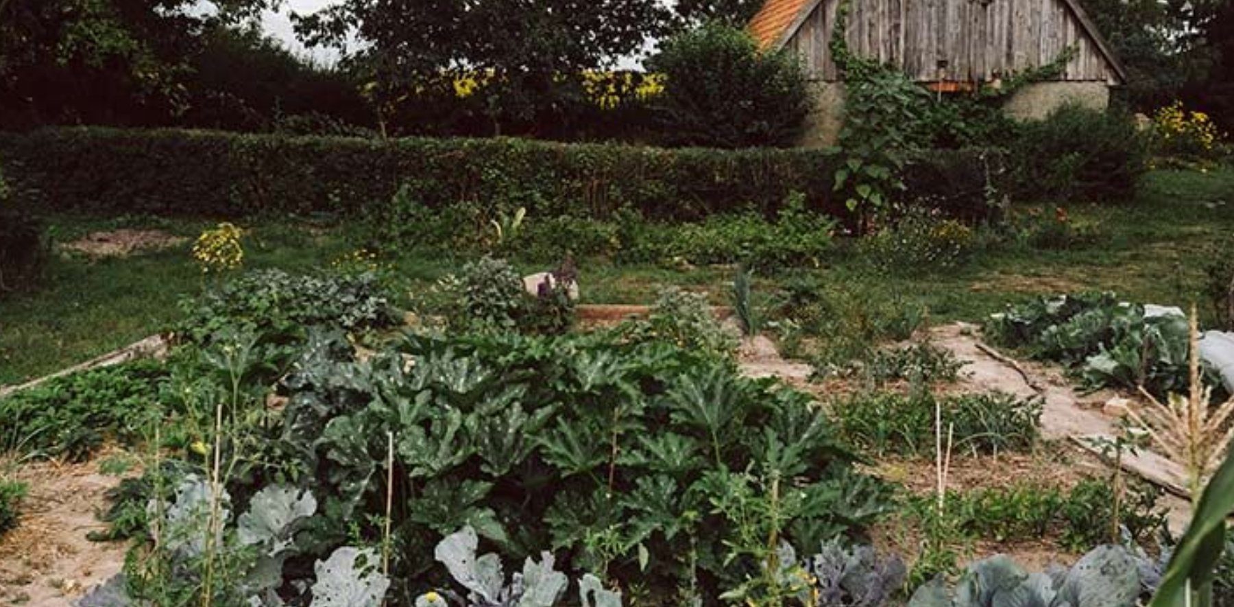 Gemüsegarten anlegen von Anzucht bis zur Ernte OTTO