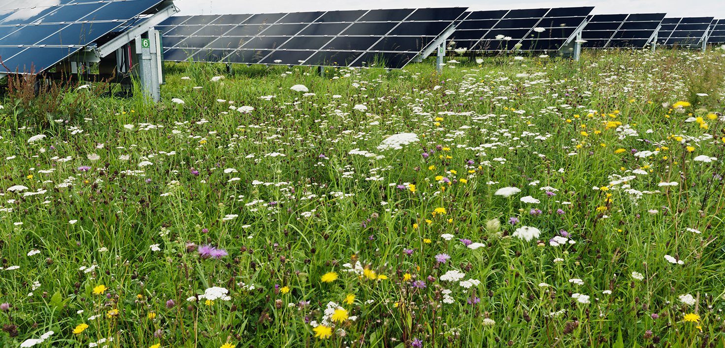 Photovoltaikanlage mit Blumen