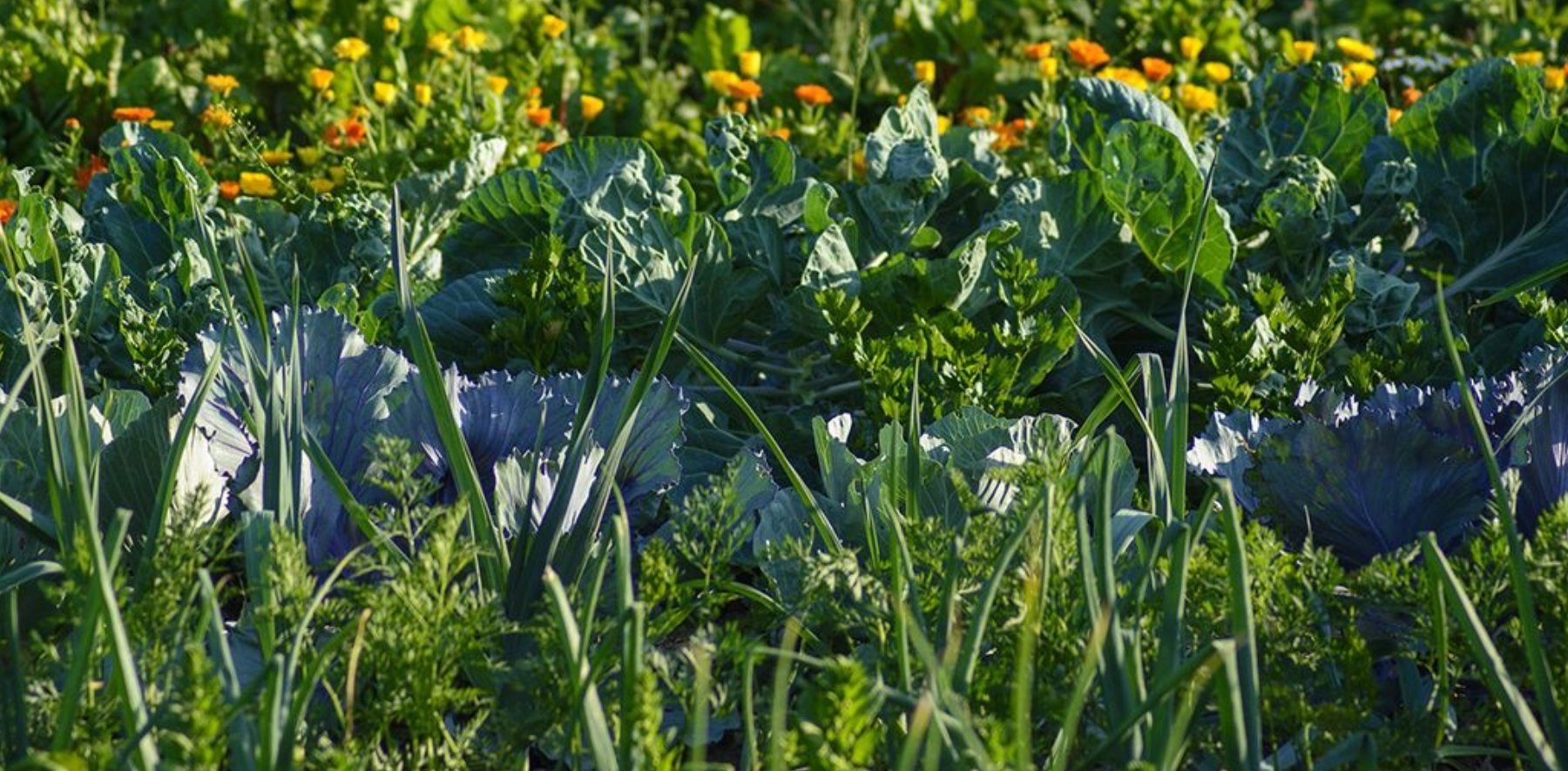 Gemüsegarten anlegen von Anzucht bis zur Ernte OTTO