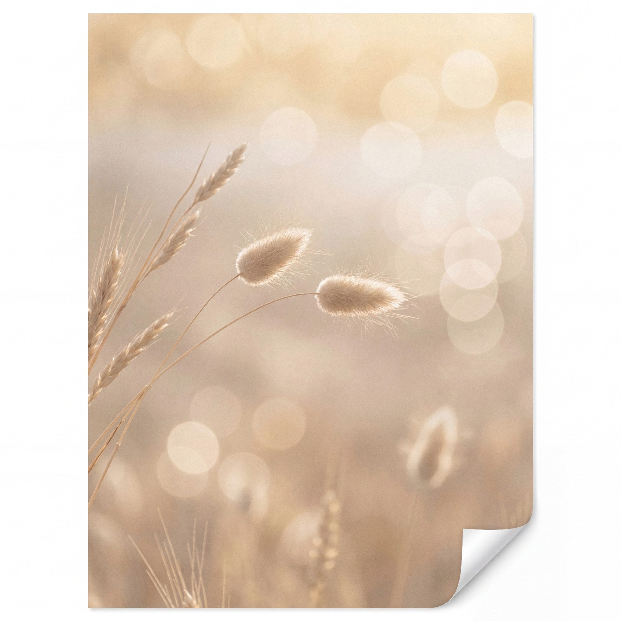 OnlyWow Fototapete Dunstschwanzgras - Grannenhaare - Sonnenlicht, Matt, bedruckt, Wanddekoration, Wohnzimmer, Vliestapete 180x240cm
