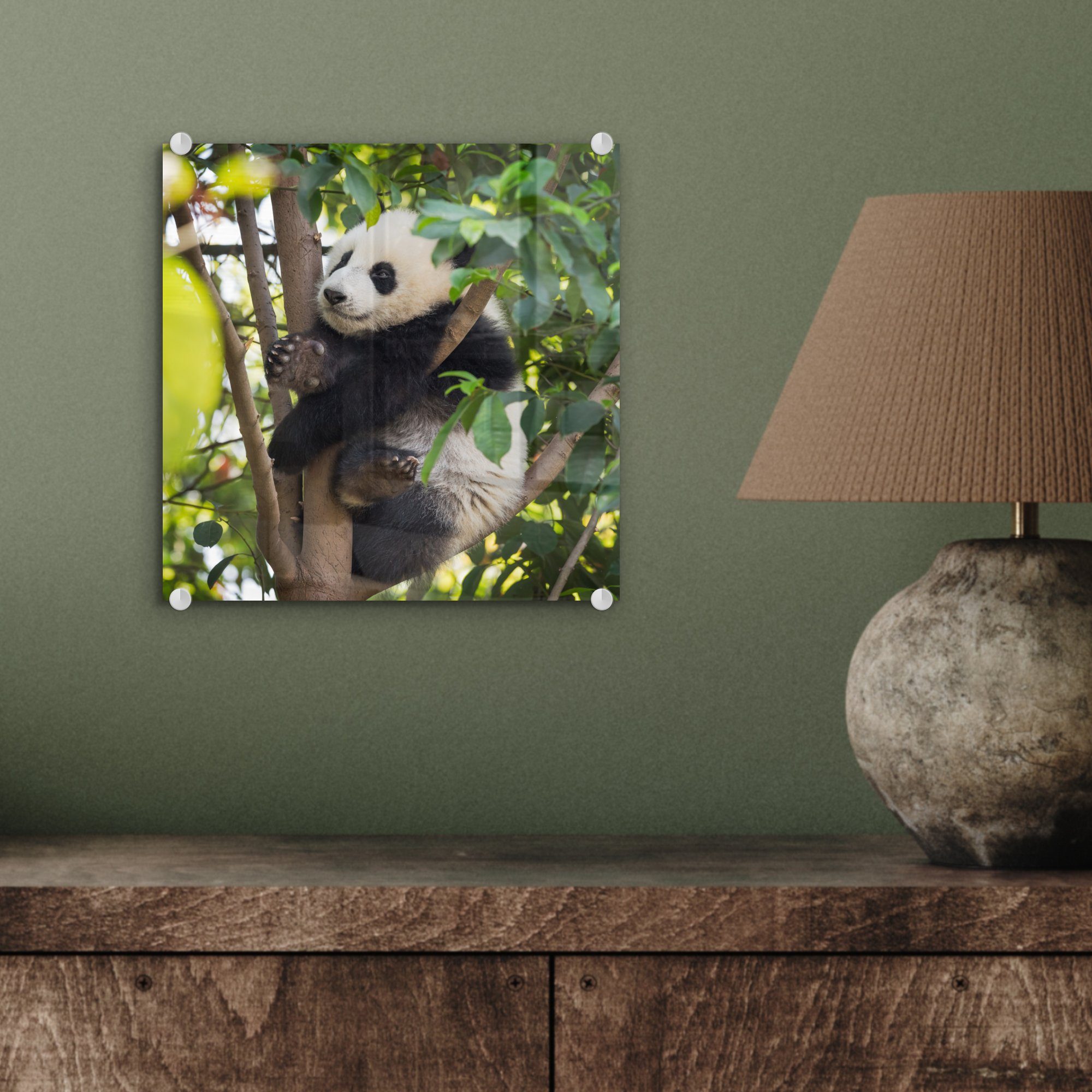 Glas - Foto auf Wandbild MuchoWow Glas - Baum, Tier Panda St), - Acrylglasbild Wanddekoration Glasbilder - Bilder (1 - auf