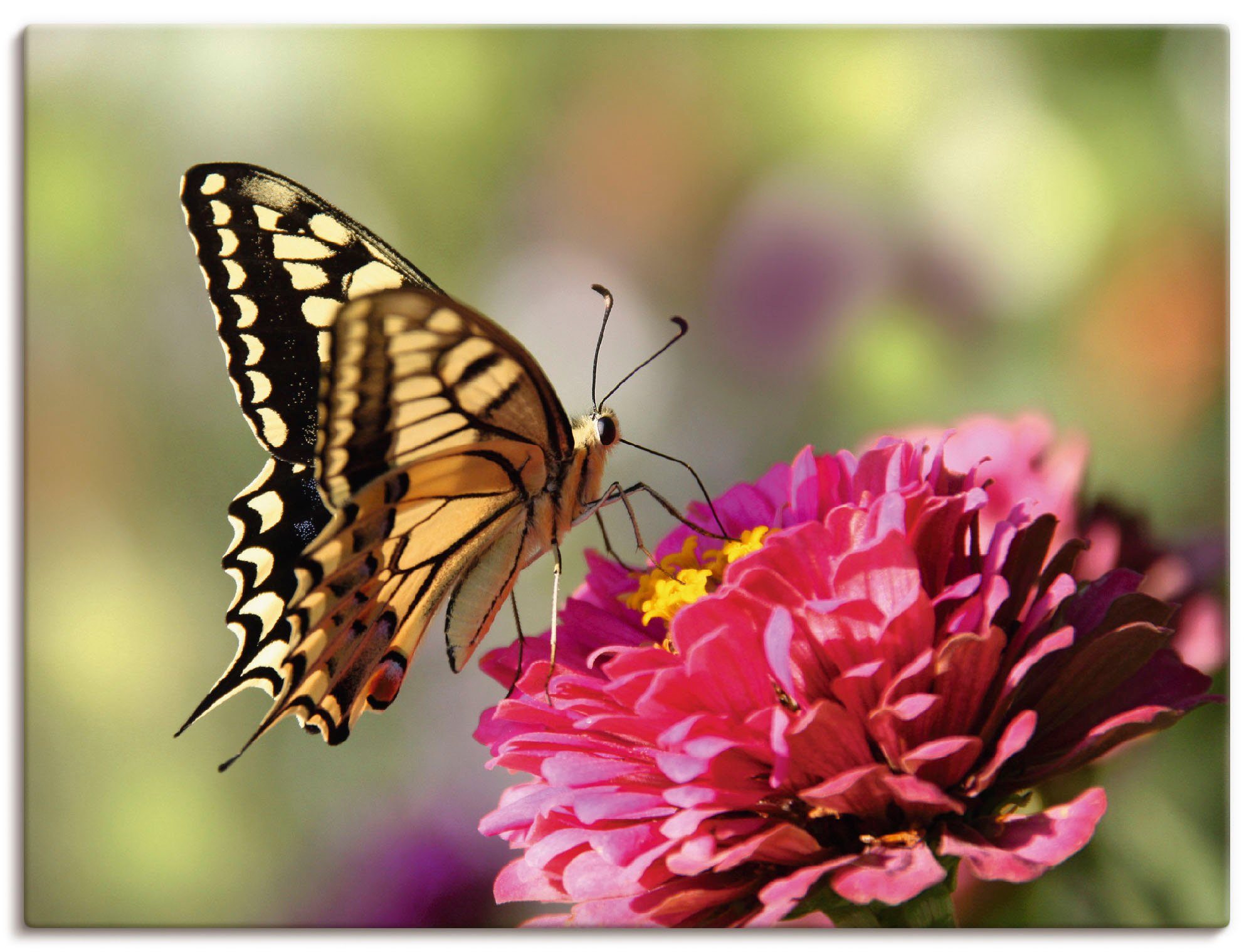Artland Wandbild Schmetterling, Insekten (1 St), als Alubild, Leinwandbild, Wandaufkleber oder Poster in versch. Größen