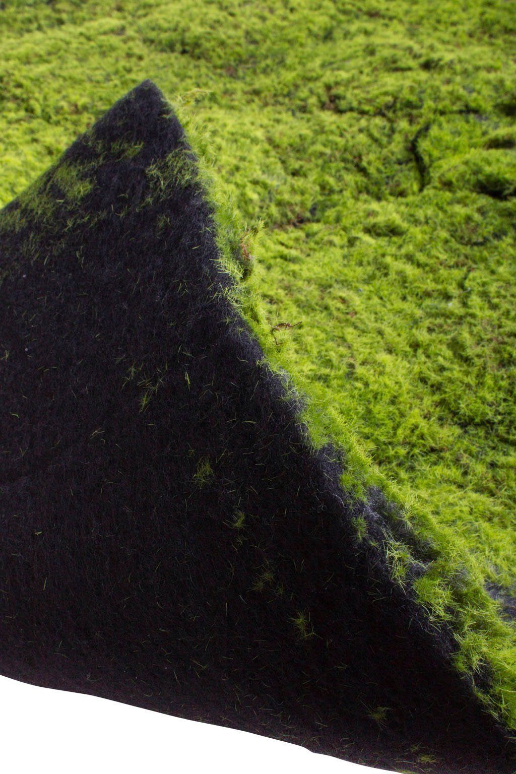 Künstliche Zimmerpflanze Moosmatte Moos, Botanic-Haus, Höhe 5 cm