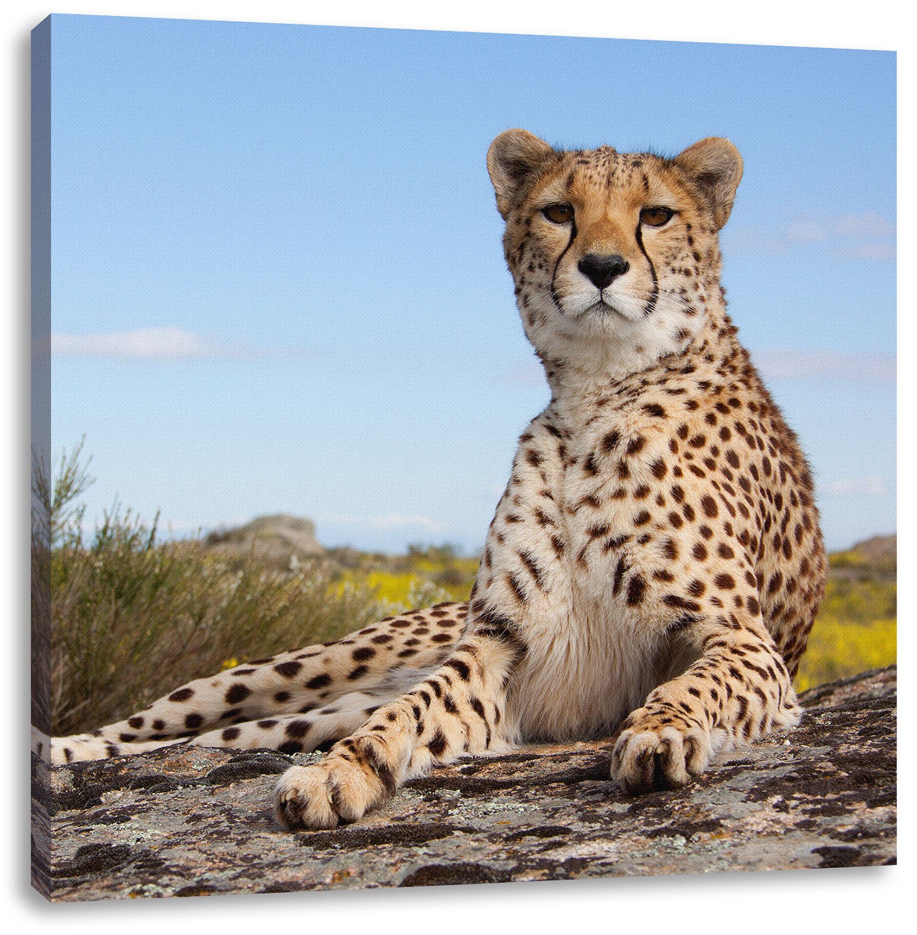 Pixxprint Leinwandbild Gepard bespannt, fertig Gepard inkl. Leinwandbild Savanne, Savanne in Zackenaufhänger in St), (1