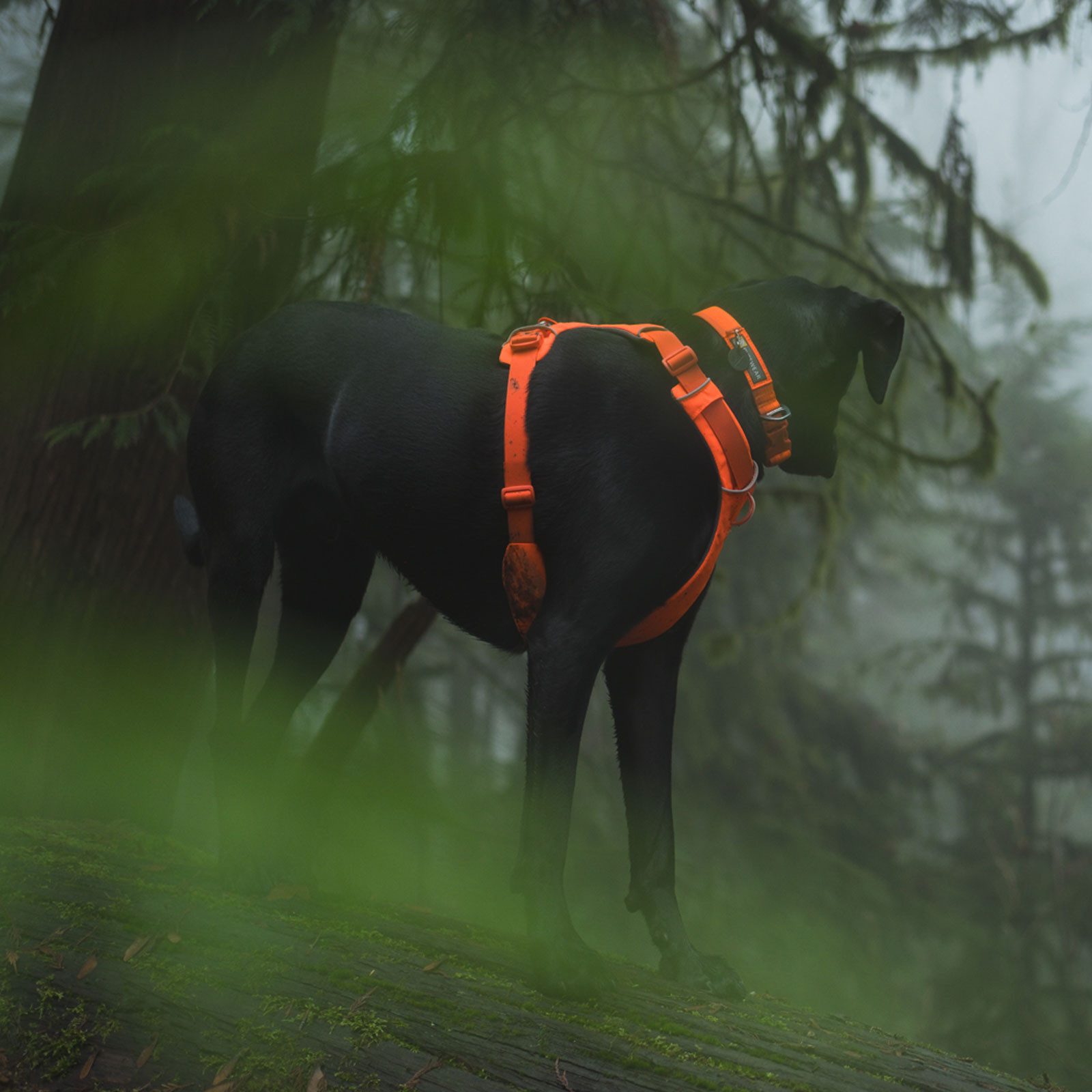 Ruffwear Hunde-Geschirr FRONT RANGE™ 30503-850, Gepolstertes Brustgeschirr für Hunde