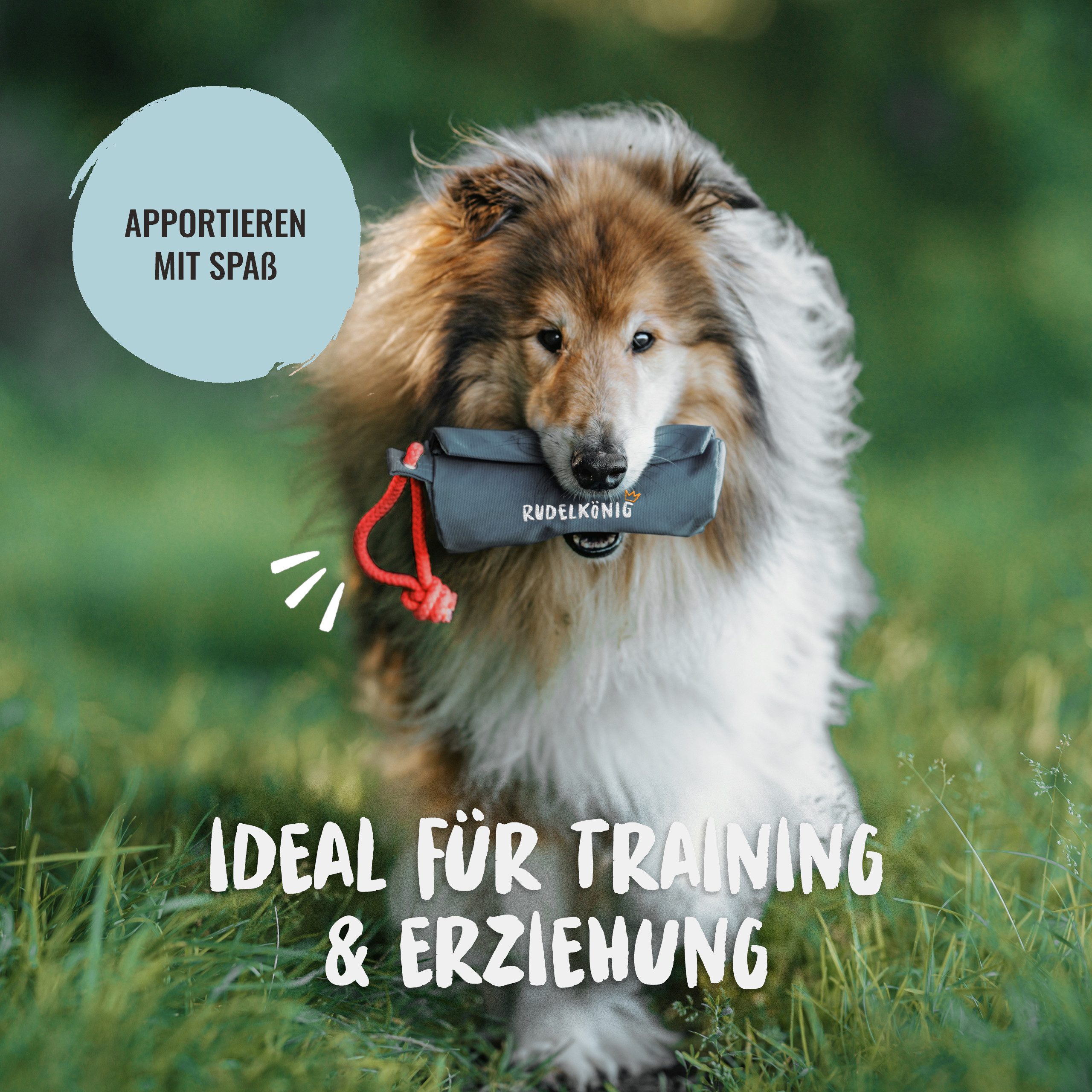 Rudelkönig Tier-Intelligenzspielzeug Futterbeutel für Hunde, Apportierbeute günstig online kaufen