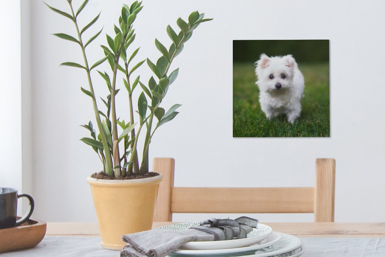 Schlafzimmer Wiese, für Leinwandbild Leinwand auf Bilder (1 OneMillionCanvasses® Wohnzimmer Malteser einer St), Hund