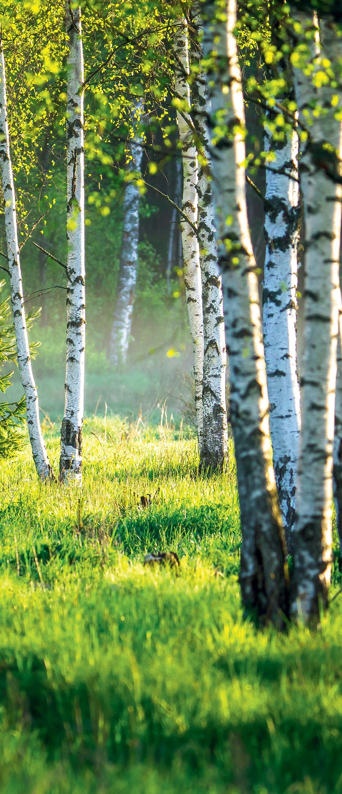 Wallarena Türtapete Selbstklebend Wald Birkenwald 3D günstig online kaufen
