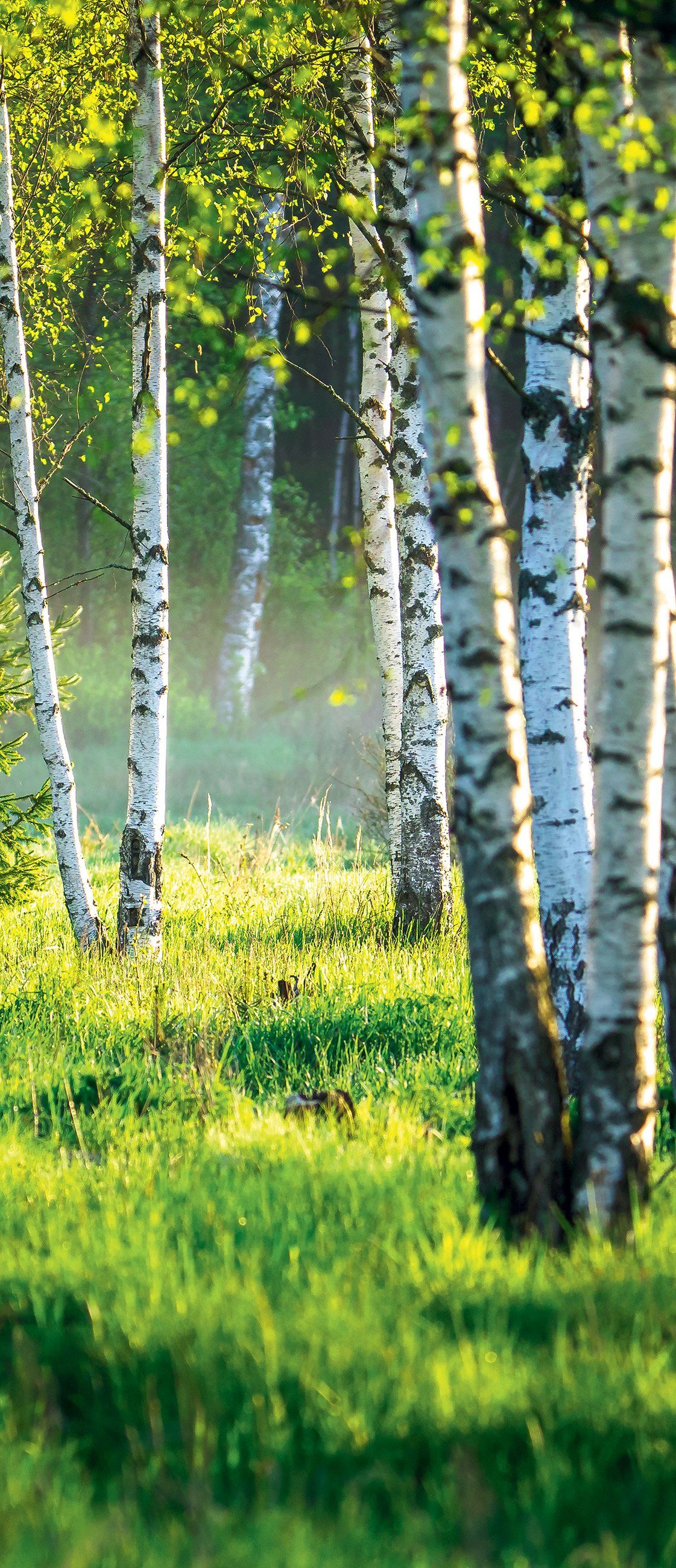 Tür, Türposter Natur Grün Glatt, Effekt Birkenwald Landschaft Fototapete Wald 91x211 Türtapete Türtapete 3D cm, Türfolie Wald, für Wallarena Selbstklebend Selbstklebend Türaufkleber