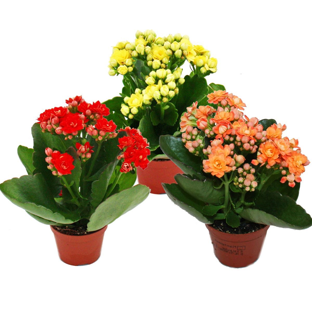 Exotenherz Zimmerpflanze Mini-Kalanchoe Rosalina 3er Set Flammendes Käthche günstig online kaufen