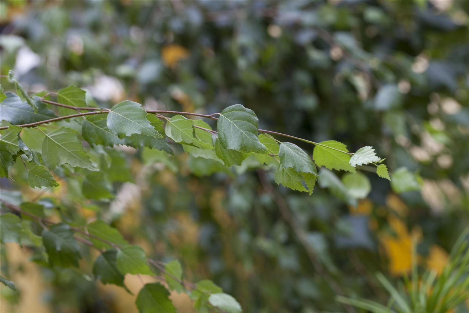 Pflanzen für Dich Gehölze Betula pendula, 1 St., Hängebirke, Sandbirke, Weißbirke, Warzenbirke