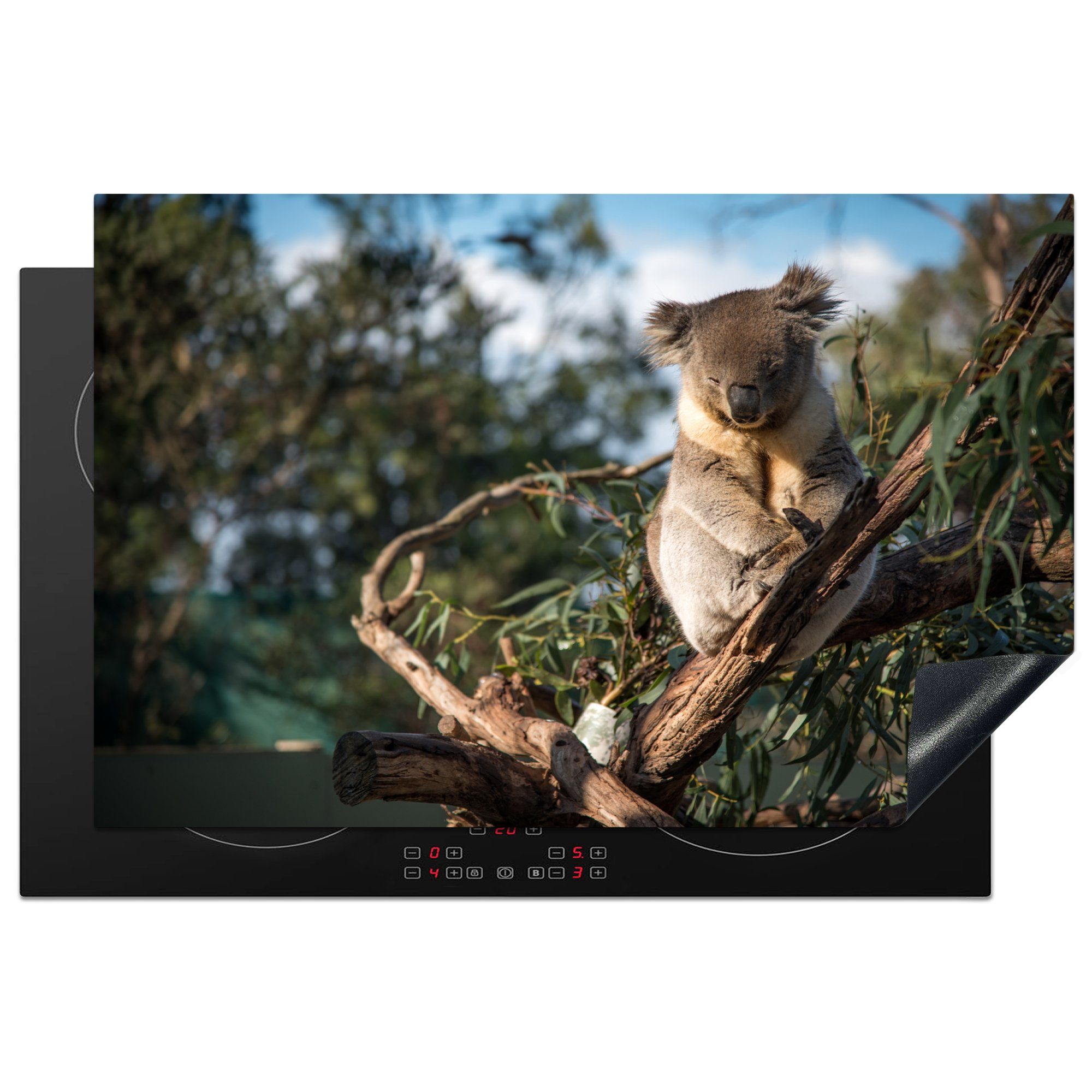für tlg), 81x52 Herdblende-/Abdeckplatte Eukalyptus - MuchoWow küche, Vinyl, die Ceranfeldabdeckung - (1 Koala Induktionskochfeld cm, Australien, Schutz