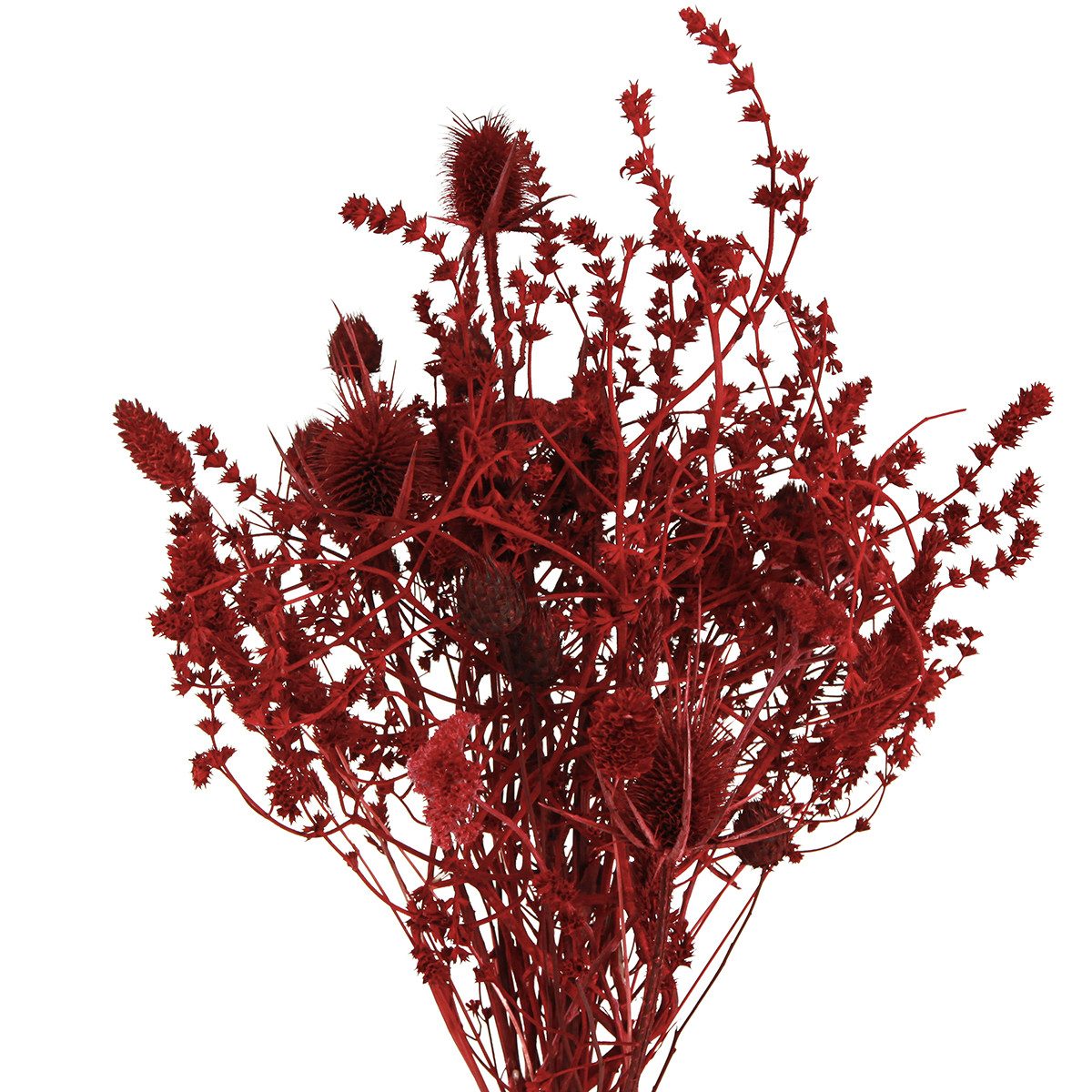 Trockenblume Trockenblumenstrauß Weinrot Deko Distel 40cm 80g