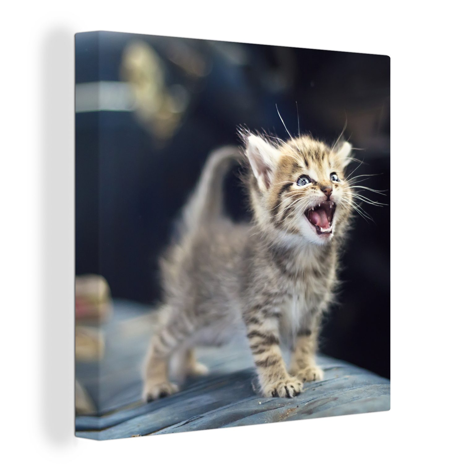 OneMillionCanvasses® Leinwandbild Ein einsames Kätzchen schreit nach Futter, (1 St), Leinwand Bilder für Wohnzimmer Schlafzimmer