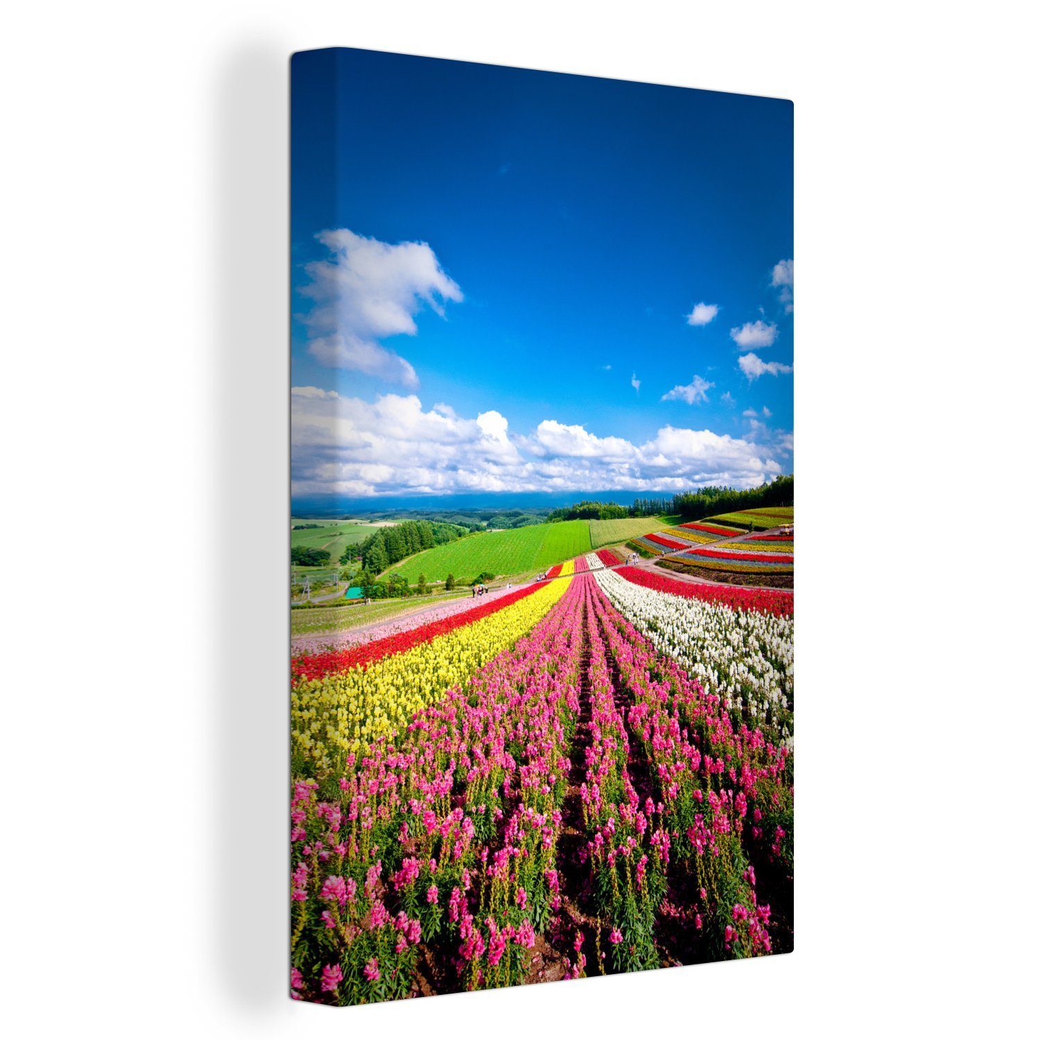 OneMillionCanvasses® Leinwandbild Blumenfeld auf der japanischen Insel Hokkaido, (1 St), Leinwandbild fertig bespannt inkl. Zackenaufhänger, Gemälde, 20x30 cm