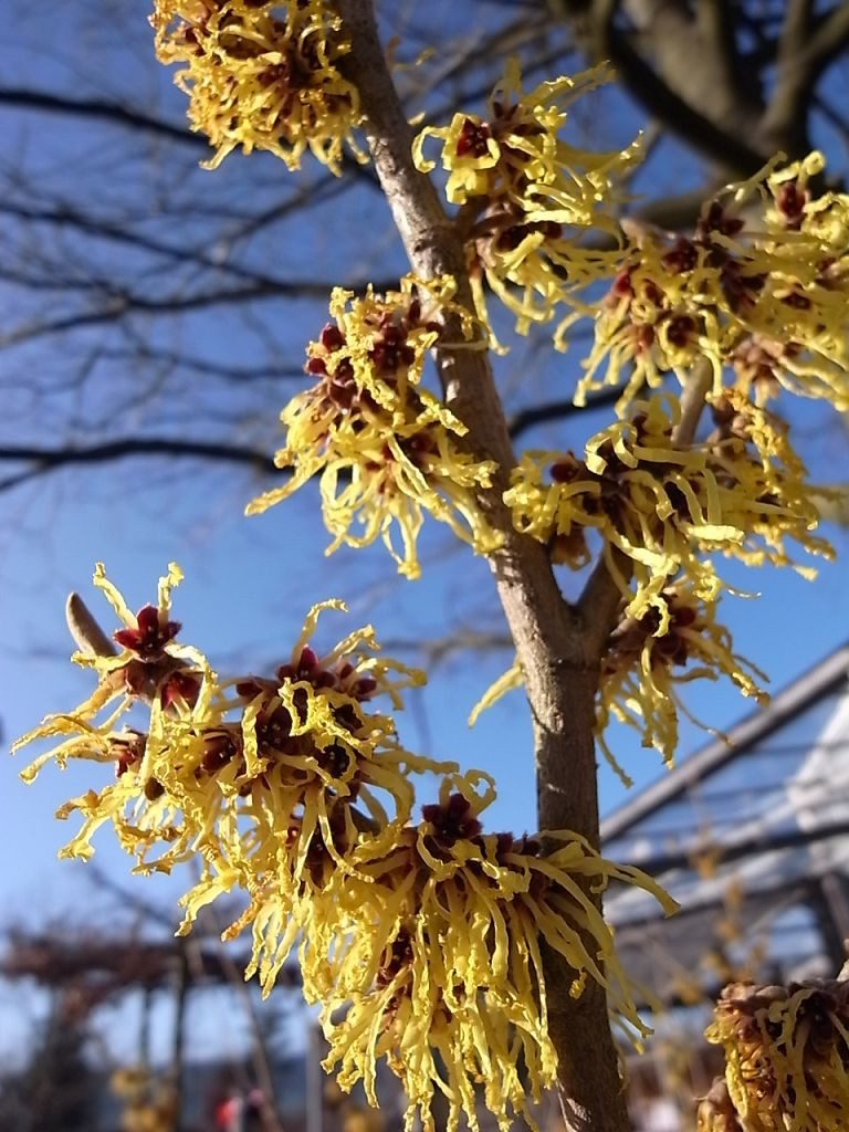 Garten von Ehren Zierstrauch Hamamelis intermedia