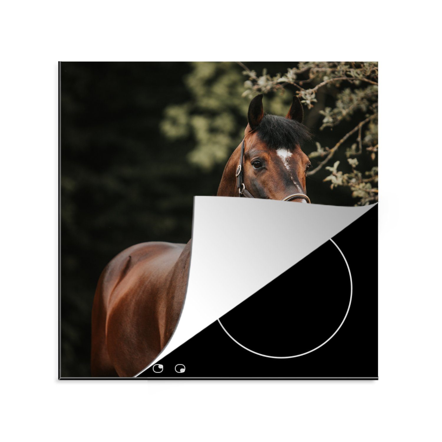 78x78 - cm, MuchoWow (1 Vinyl, - Äste Ceranfeldabdeckung, Porträt, küche tlg), Herdblende-/Abdeckplatte für Pferd Arbeitsplatte