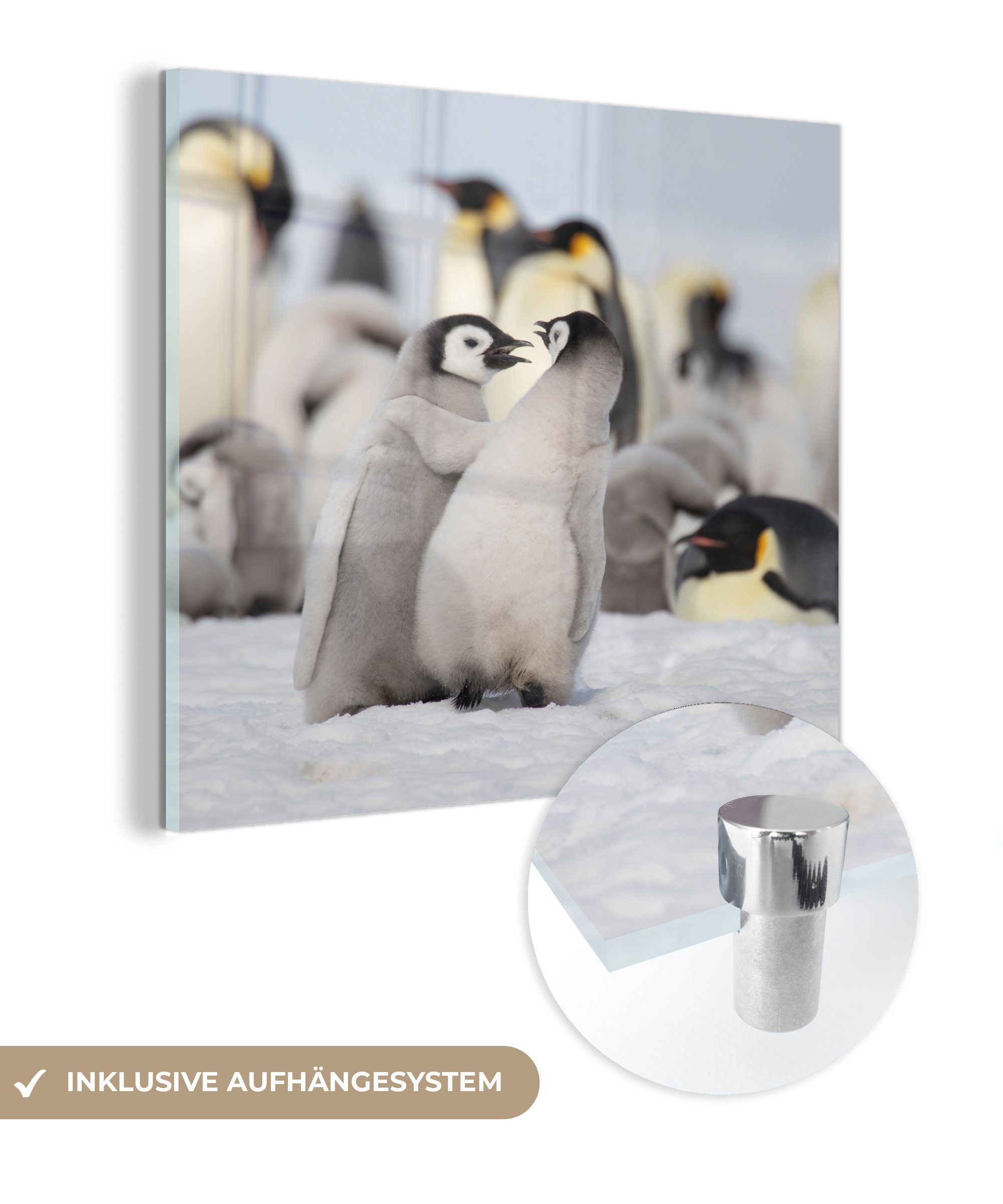 MuchoWow Acrylglasbild Pinguine - Schnee - Tiere, (1 St), Glasbilder - Bilder auf Glas Wandbild - Foto auf Glas - Wanddekoration