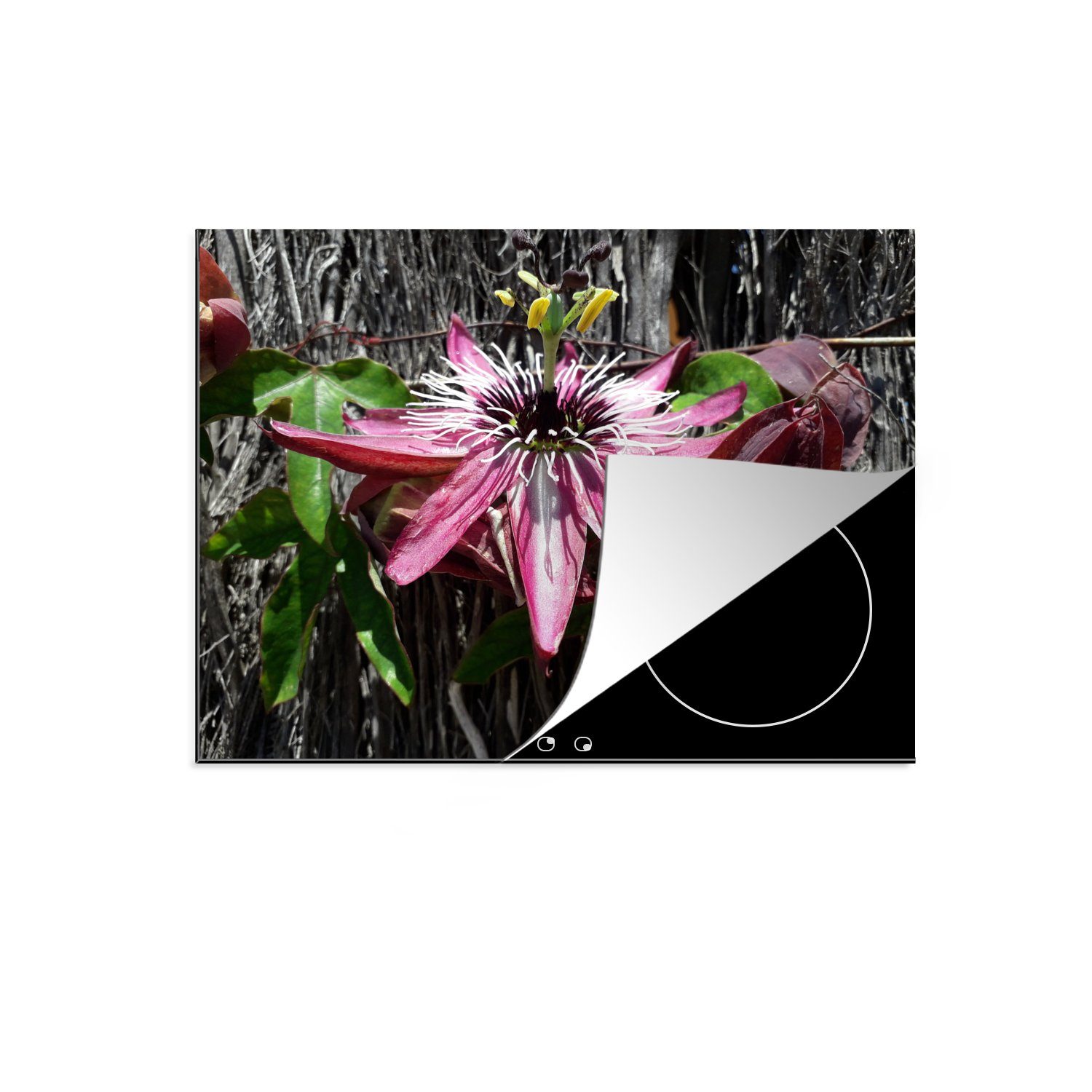 MuchoWow Herdblende-/Abdeckplatte Passionsblume wächst auf einem Baum, Vinyl, (1 tlg), 71x52 cm, Induktionskochfeld Schutz für die küche, Ceranfeldabdeckung