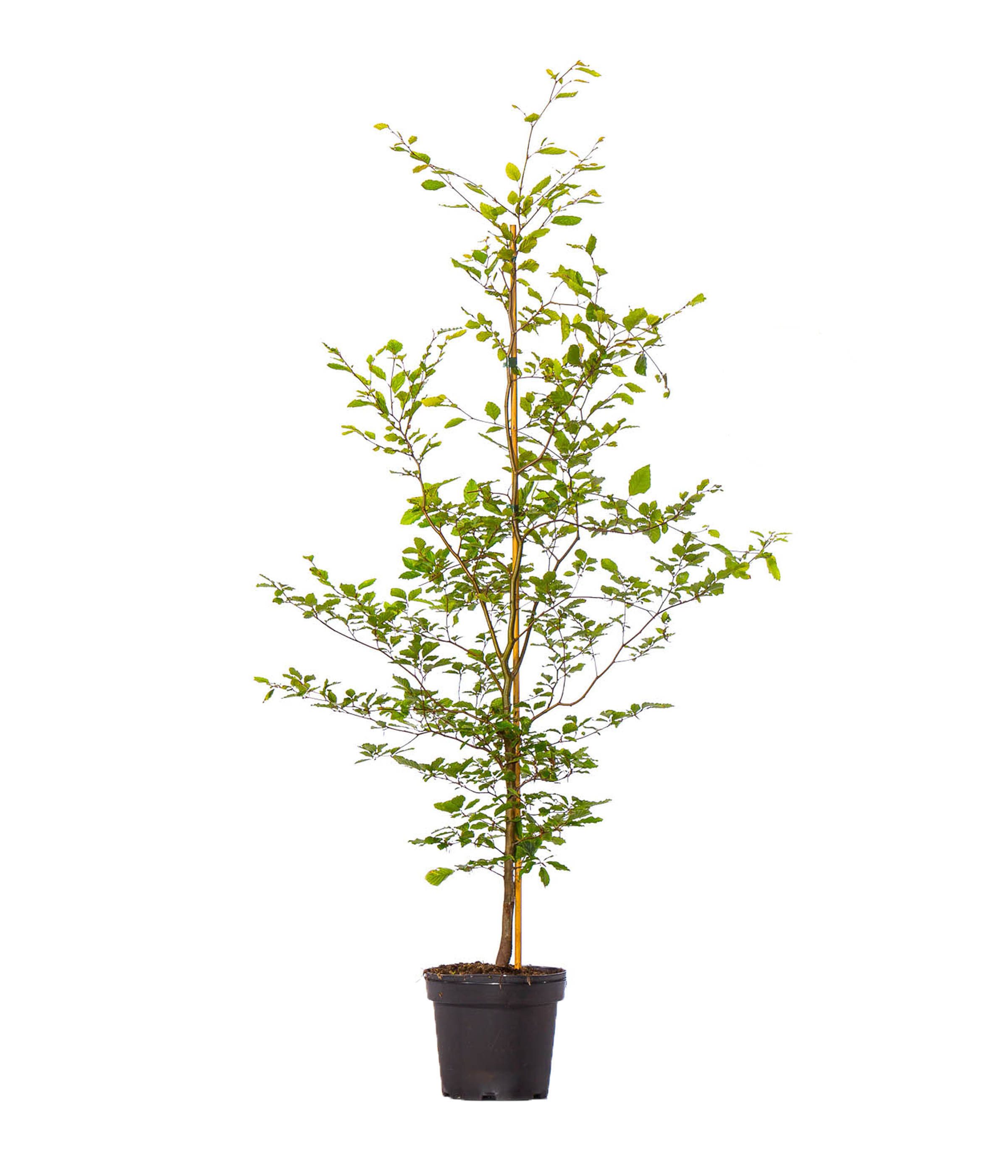 Dehner Hecken Rotbuche, 17 x 150-175 cm, je 7.5 l Topf, für 5-6 Meter Hecke, natürlicher Sichtschutz