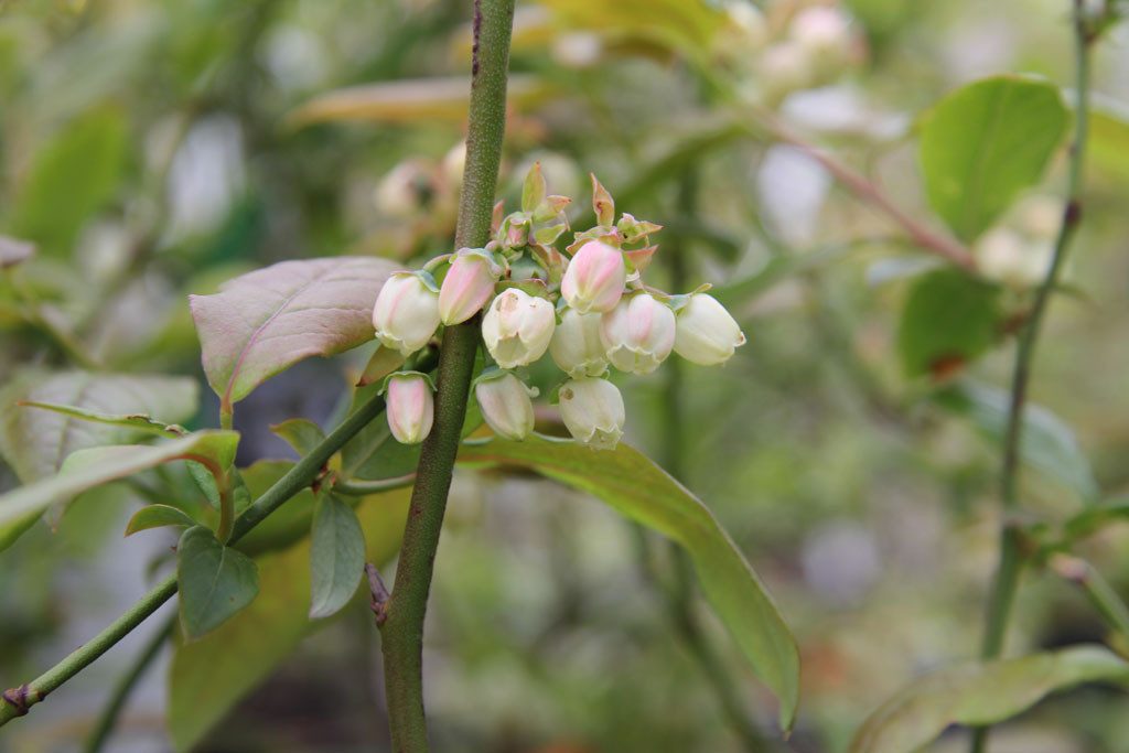 Garten von Ehren Obstpflanze Vaccinium corymbosum Patriot Containerware 40-60 cm hoch