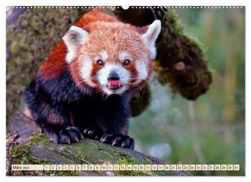 CALVENDO Wandkalender Kleiner Panda (Premium, hochwertiger DIN A2 Wandkalender 2023, Kunstdruck in Hochglanz)