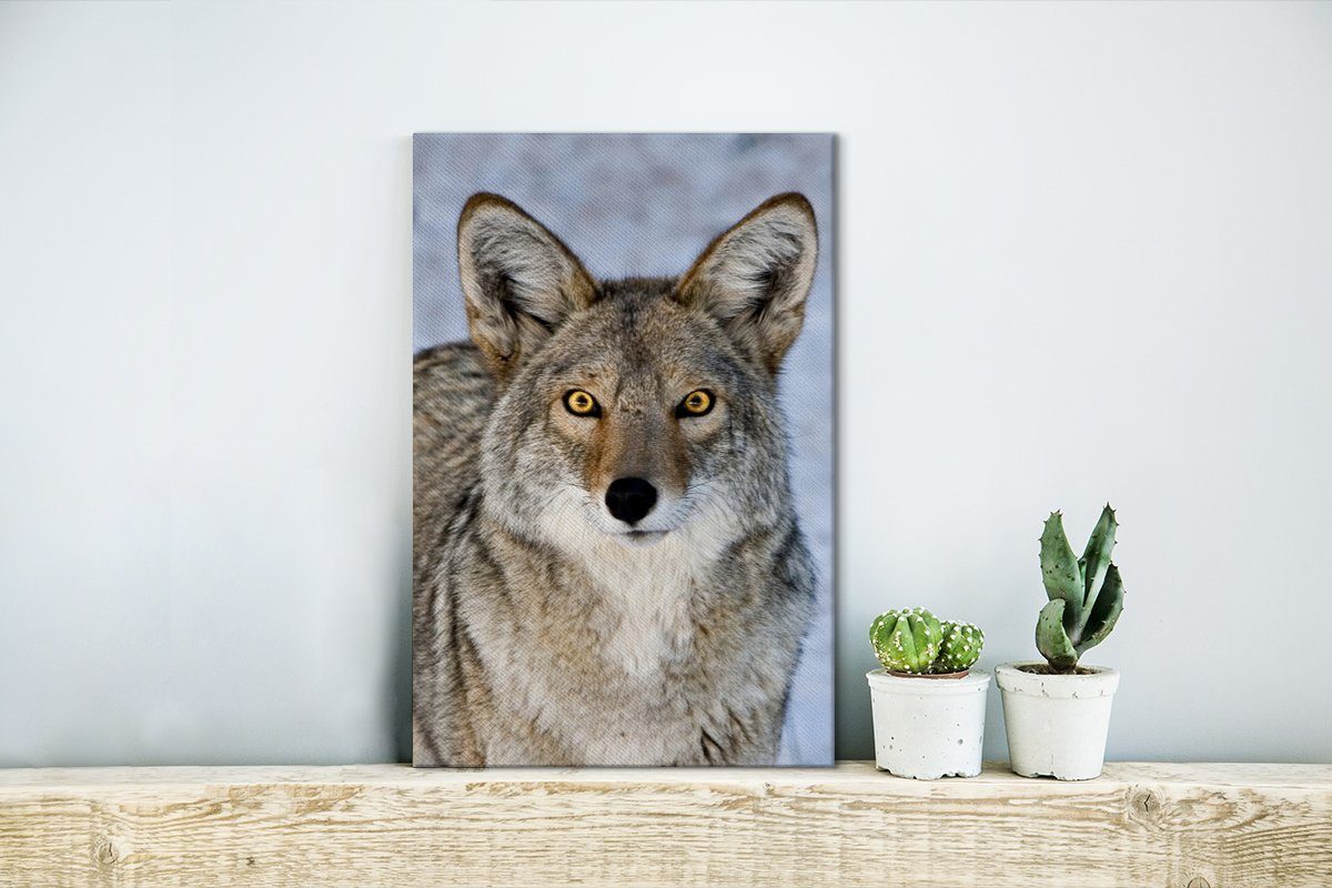 bespannt Blick, intensivem Nahaufnahme Kojoten 20x30 Gemälde, inkl. (1 St), fertig cm Leinwandbild mit eines Zackenaufhänger, OneMillionCanvasses® Leinwandbild