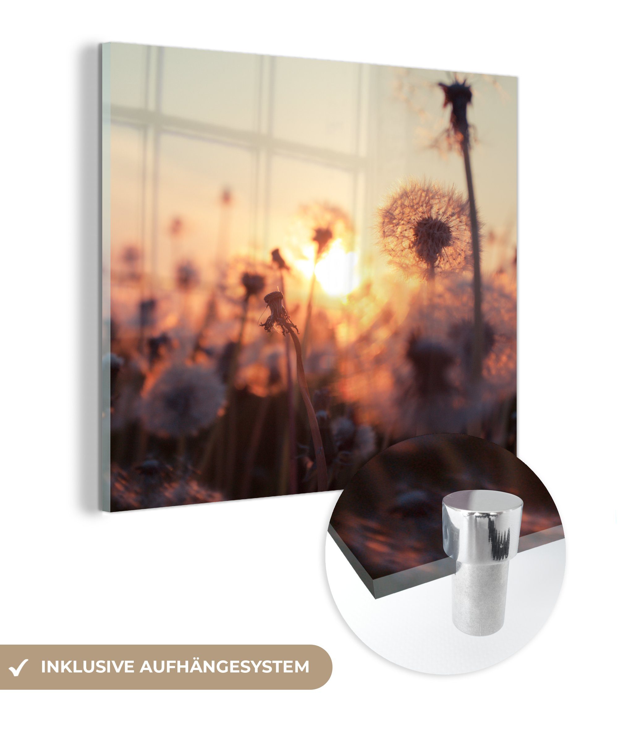 MuchoWow Acrylglasbild Löwenzahn - Sonnenuntergang - Frühling, (1 St), Glasbilder - Bilder auf Glas Wandbild - Foto auf Glas - Wanddekoration