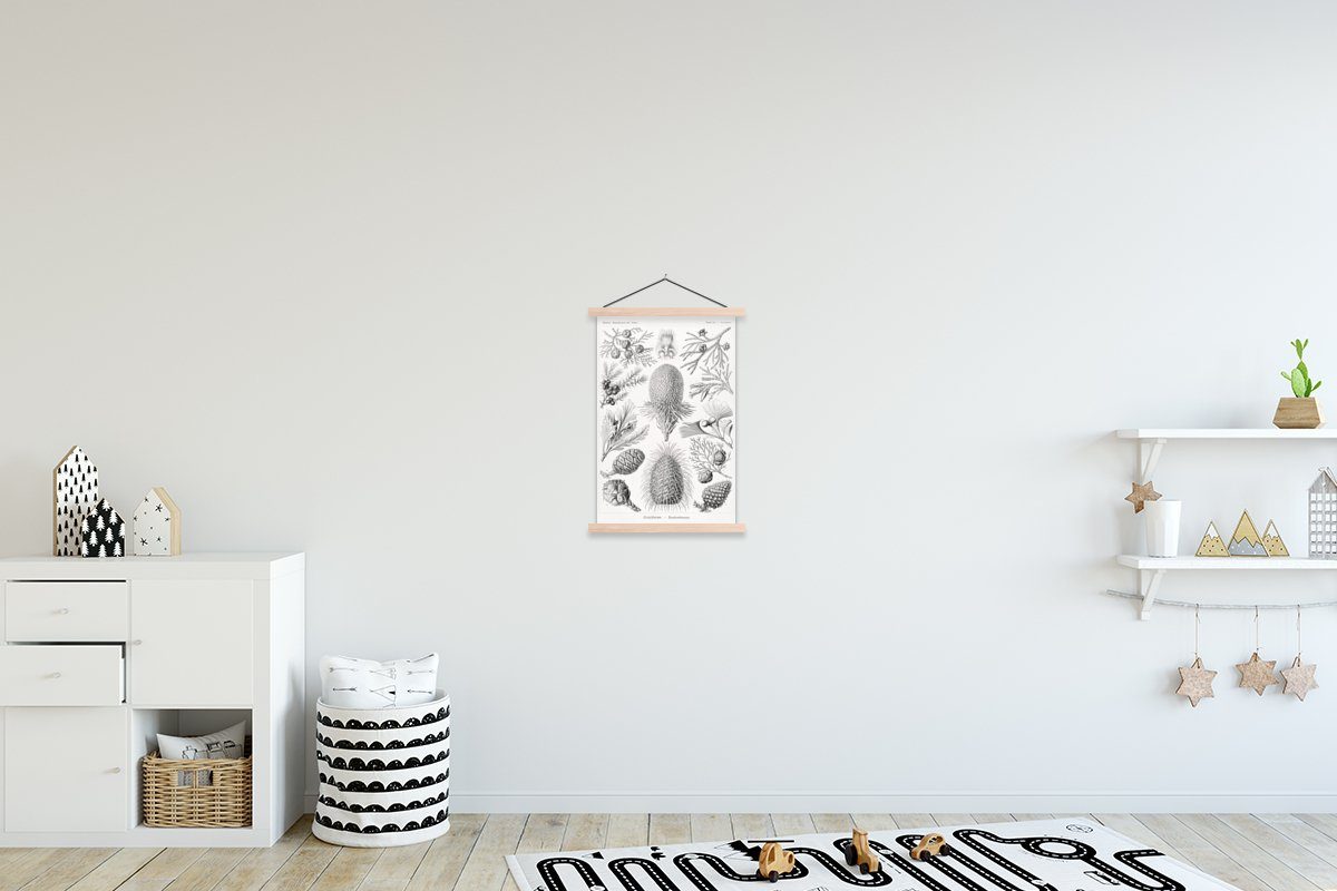 MuchoWow Poster Koniferen - Ernst Haeckel - Kunst - Retro - Illustration - Natur, (1 St), Posterleiste, Textilposter für Wohnzimmer, Bilderleiste, Magnetisch braun | braun