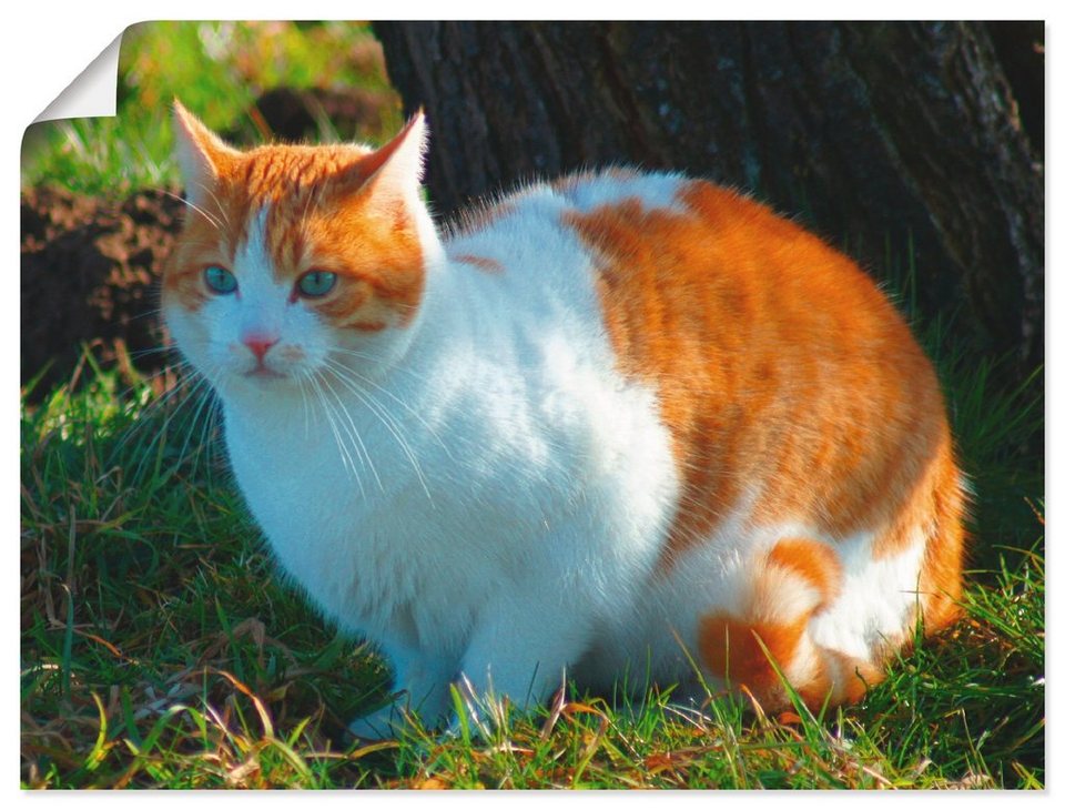 Artland Wandbild Entspannte Katze, Haustiere (1 St), als Alubild,  Leinwandbild, Wandaufkleber oder Poster in versch. Größen