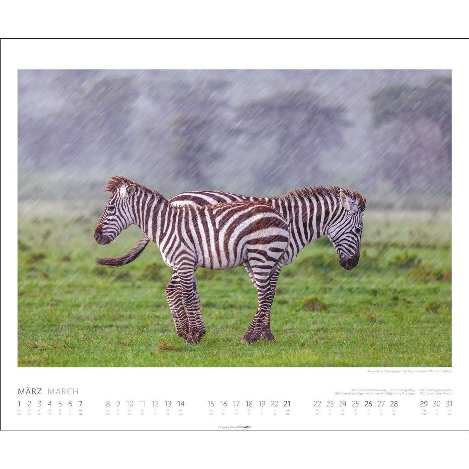 Wandkalender African Wildlife Kalender 2027 – Bild 5 von 5