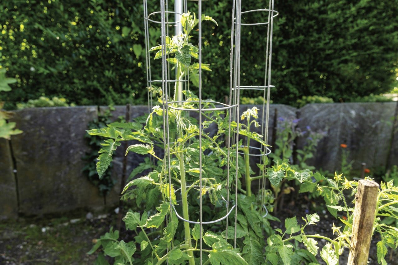 Bellissa Rankhilfe Bellissa Tomatenturm 120cm 120 cm hoch