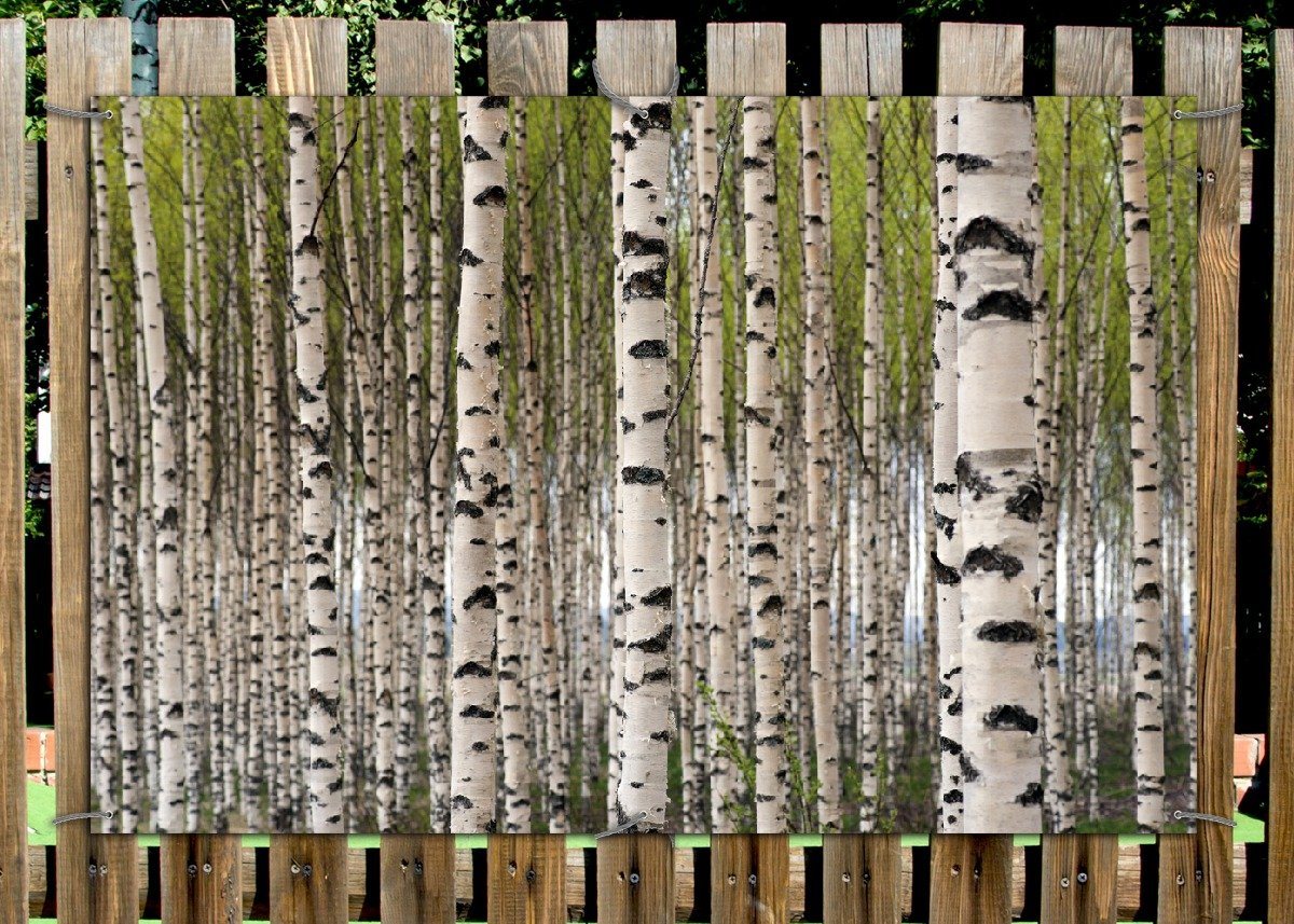 Thumbnail - Wallario Sichtschutzzaunmatten Birkenwald - Baumstämme in schwarz weiß