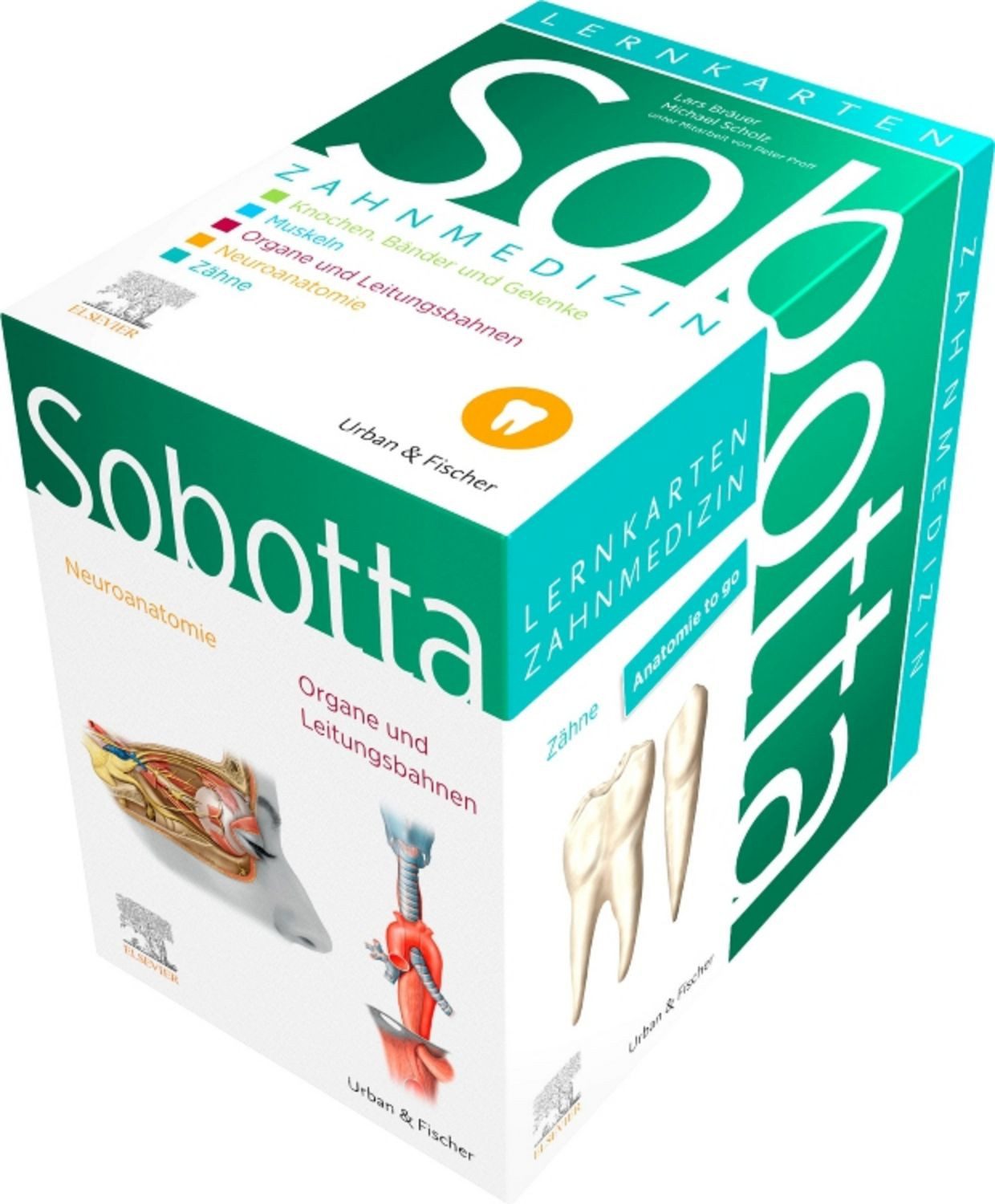 Sobotta Lernkarten Anatomie für die Zahnmedizin / Lars Bräuer, Michael Scholz, Peter Proff