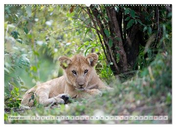 CALVENDO Wandkalender Emotionale Momente: Liebenswerte Löwenbabys (Premium, hochwertiger DIN A2 Wandkalender 2023, Kunstdruck in Hochglanz)