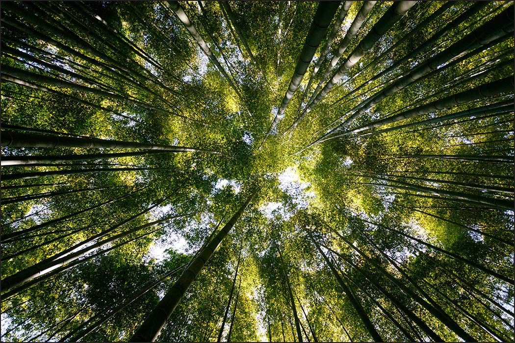 Muralo Fototapete Natur – Fototapete Wandtapete Vlies Wanddeko Wohnzimmer, bedruckt, Wald – Natur, 90 x 60 cm, Vinyl strukturiert