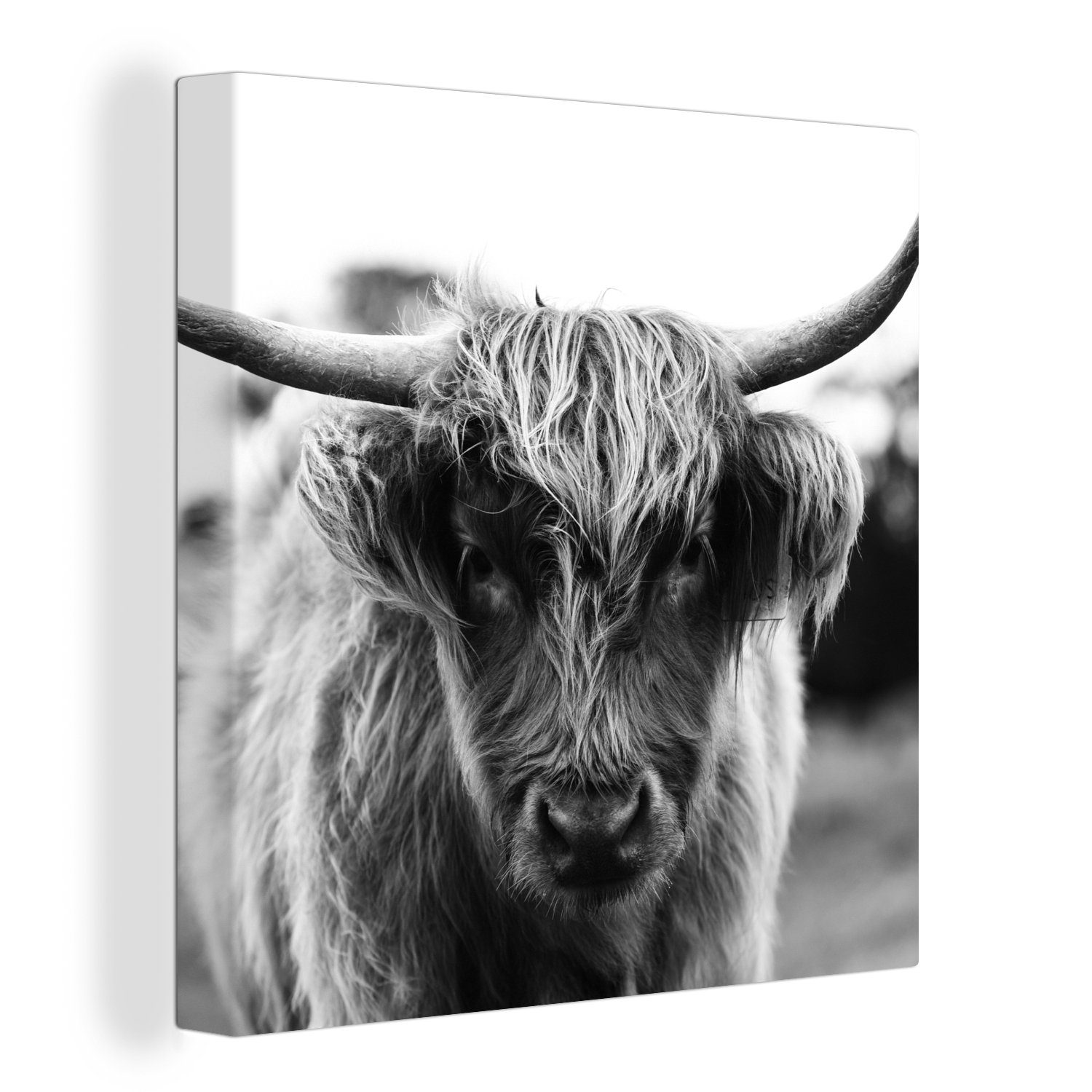 OneMillionCanvasses® Leinwandbild Schottischer Highlander - Kuh - Gras - Tiere - Natur, (1 St), Leinwand Bilder für Wohnzimmer Schlafzimmer bunt