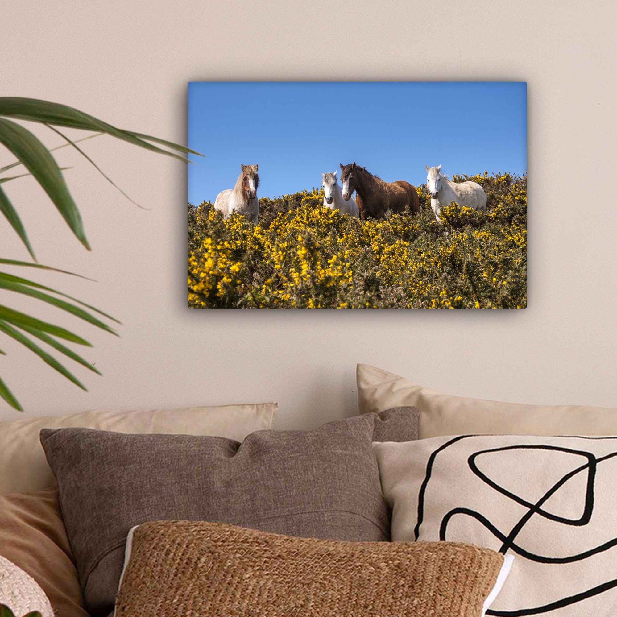 OneMillionCanvasses® Leinwandbild Walisische Ponys an einem (1 St), sonnigen Wandbild cm 30x20 Leinwandbilder, Frühlingstag, Wanddeko, Aufhängefertig
