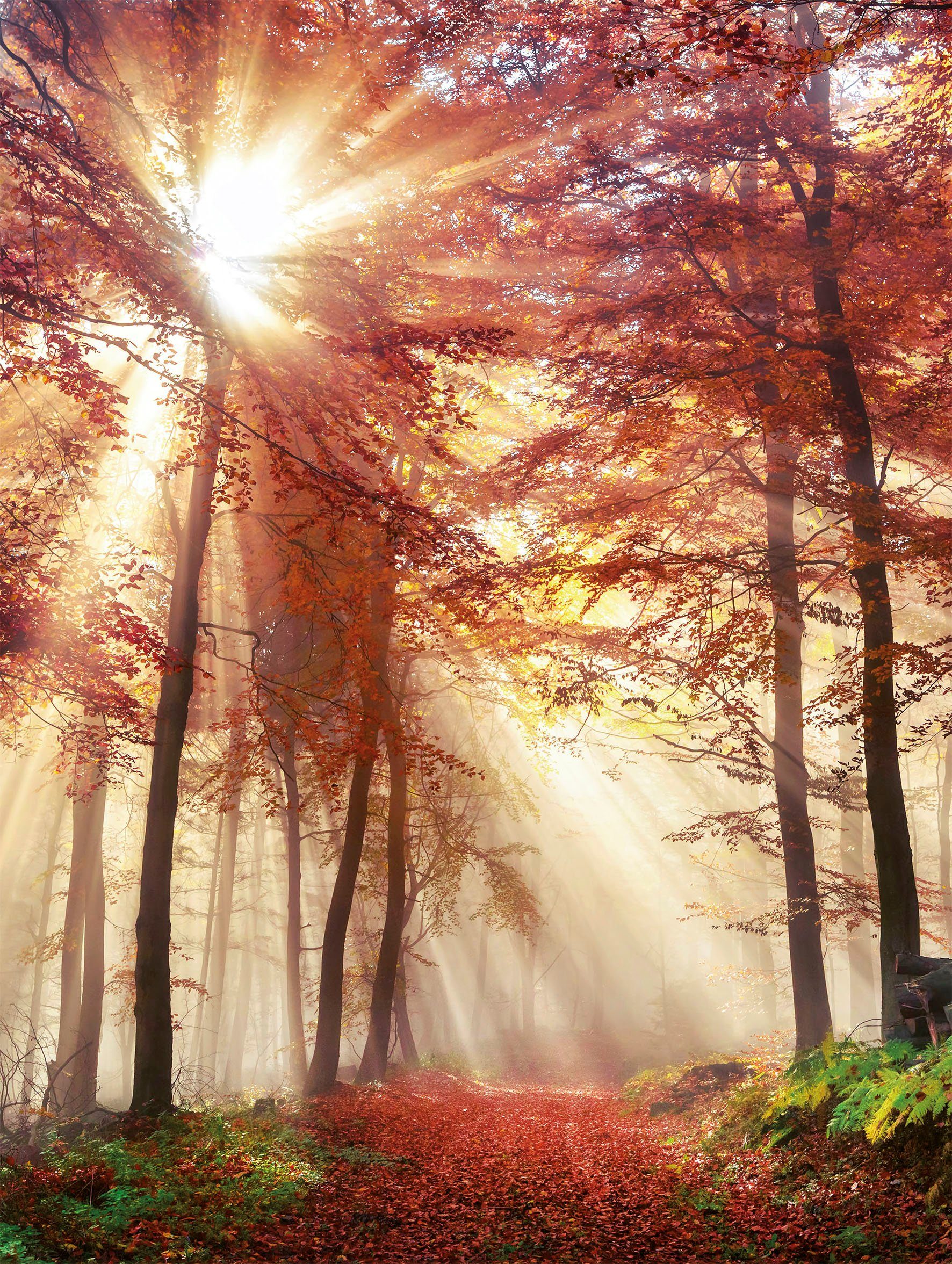 Bönninghoff Leinwandbild Herbstwald, Wald (1 St), BxH: 46x61 cm günstig online kaufen