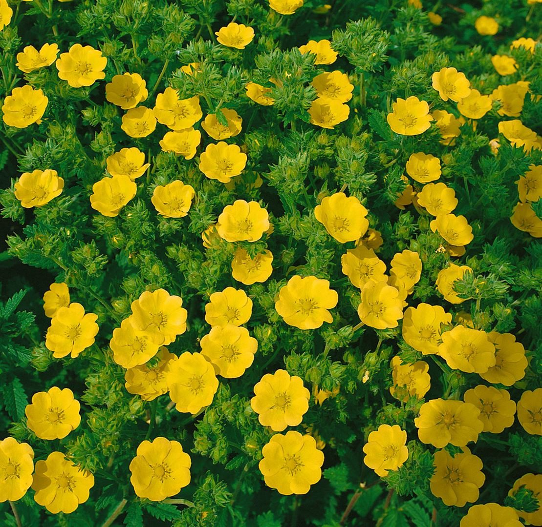 Pflanzen für Dich Bodendecker Potentilla recta, 1 St., Aufrechte Fingerkraut, Steifes Fingerkraut, gelbblühend, trockenheitsresistent