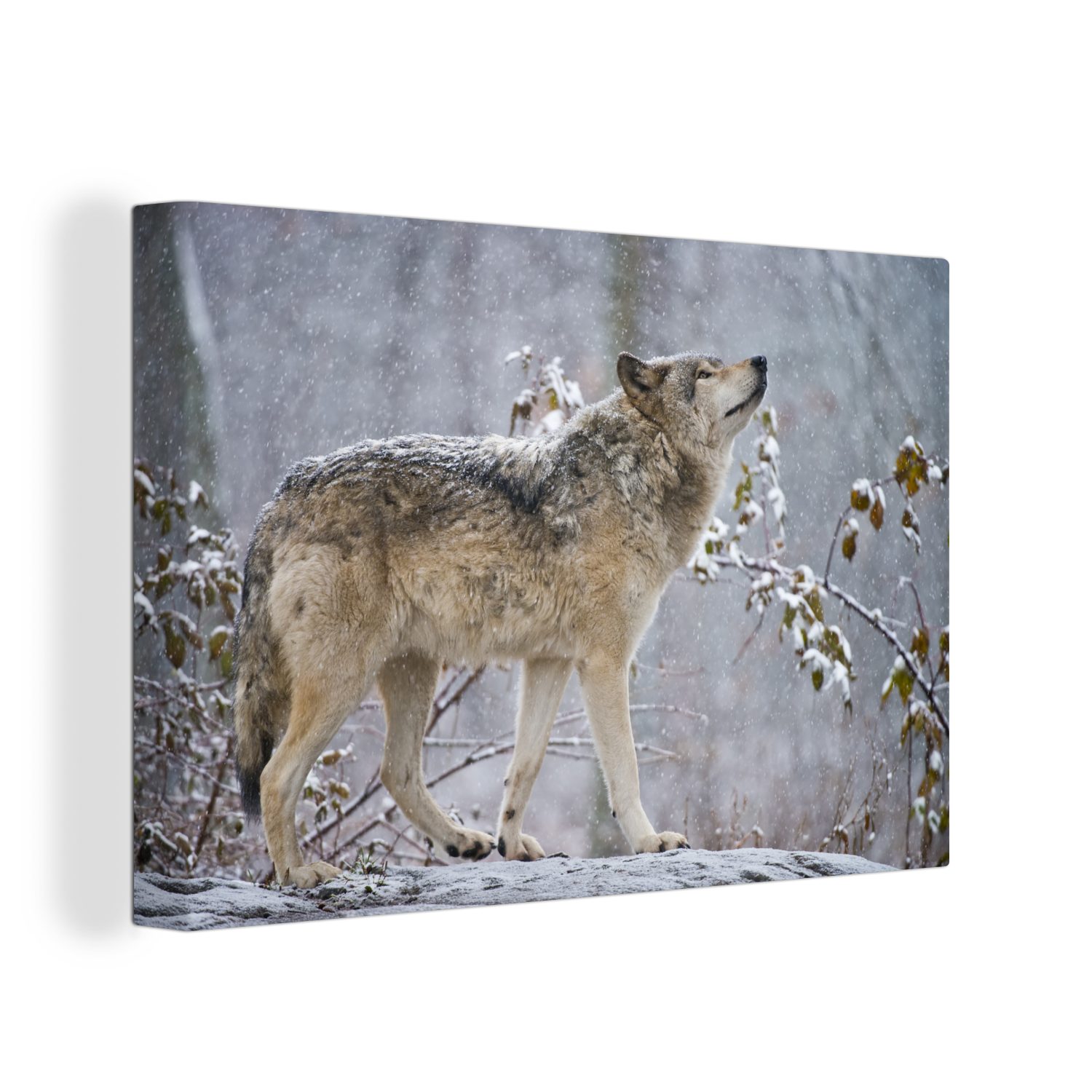 OneMillionCanvasses® Leinwandbild Wolf - Schnee - Winter, (1 St), Wandbild Leinwandbilder, Aufhängefertig, Wanddeko, 30x20 cm