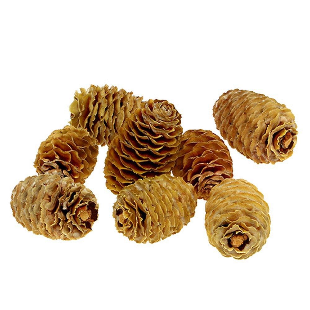 Trockenblume Sabulosum Zapfen Creme 500g Deko-Bastelzubehör günstig online kaufen