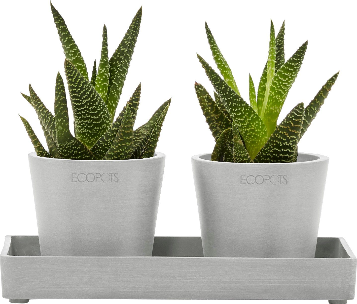 ECOPOTS Blumentopfuntersetzer DISPLAY PLATTER, für Ecopots Amsterdam, BxTxH: 10x10x2,5 cm. € 5,95