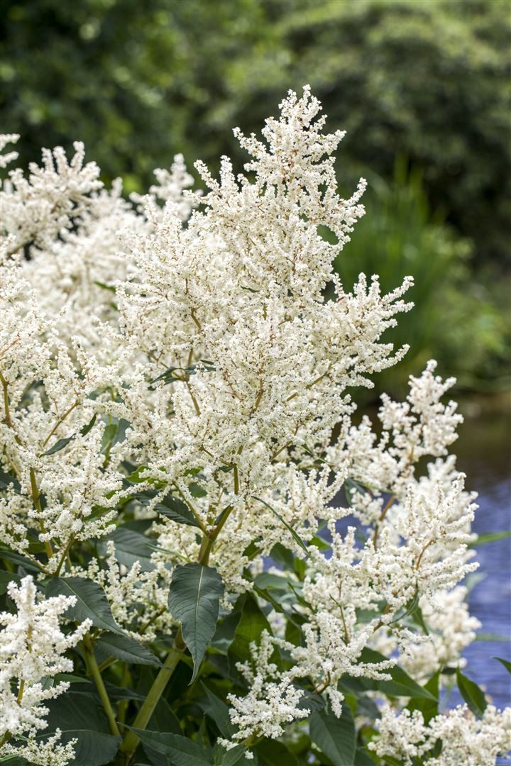 Pflanzen für Dich Staude Aruncus dioicus, 1 St., Wald-Geißbart, Geißbart, Waldspiere